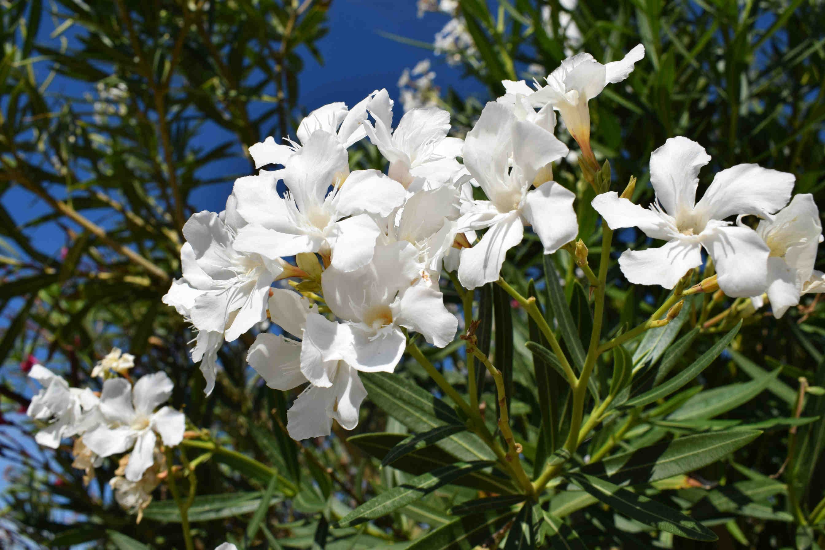 fiori bianchi oleandro