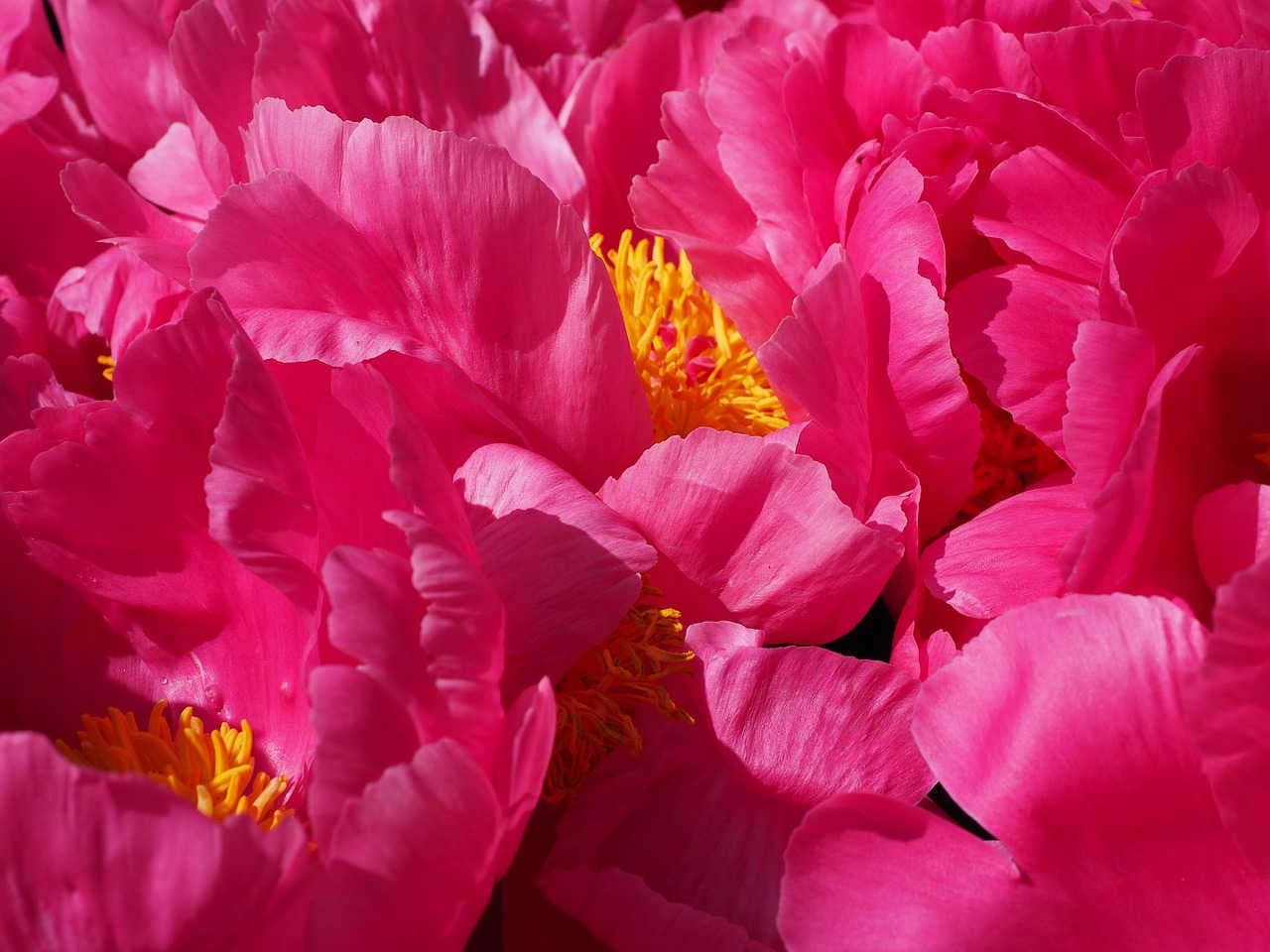 peonia primo piano