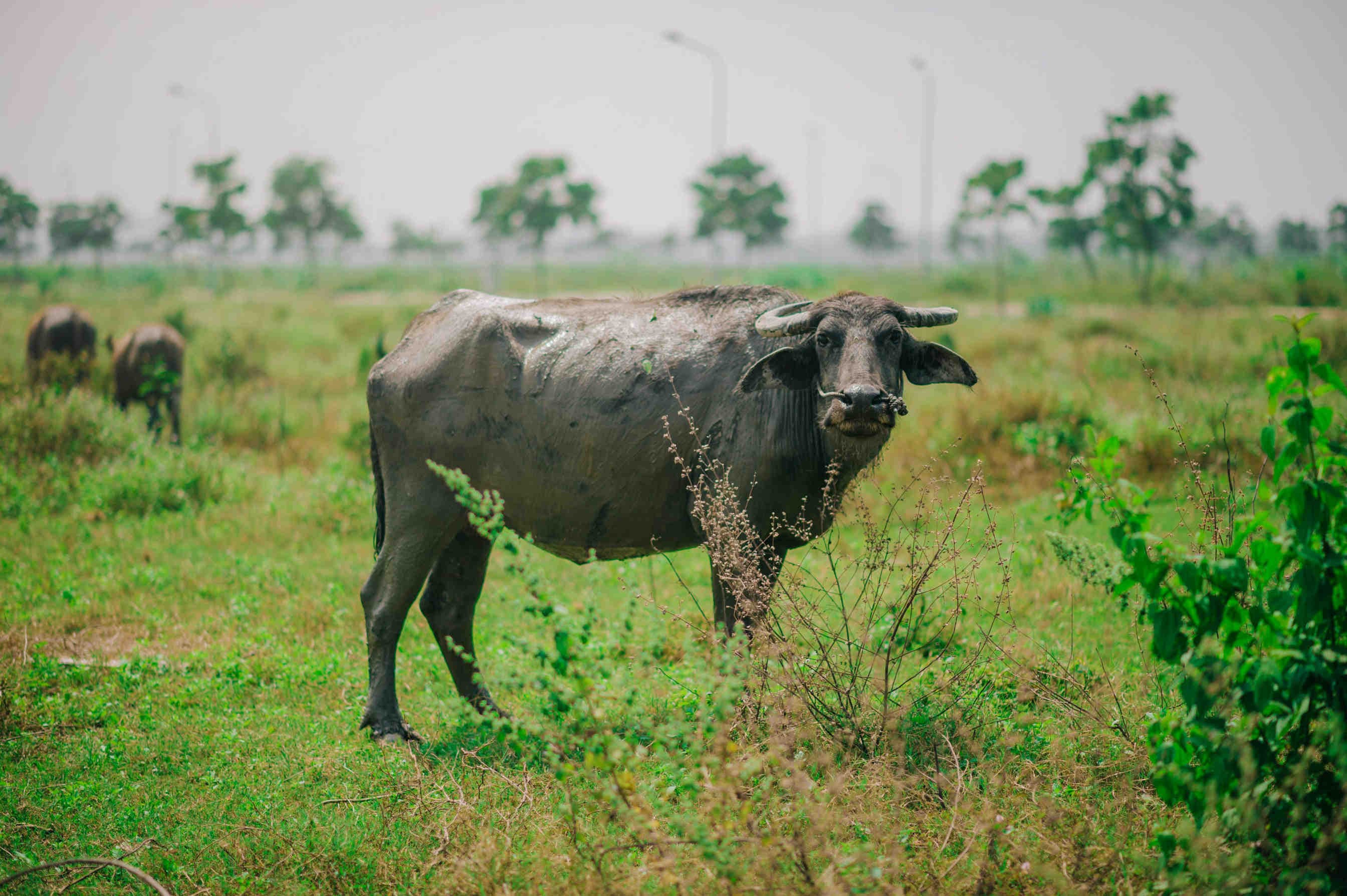 bufalo acqua