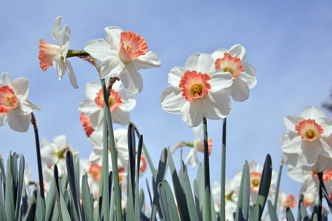 simbologie narciso