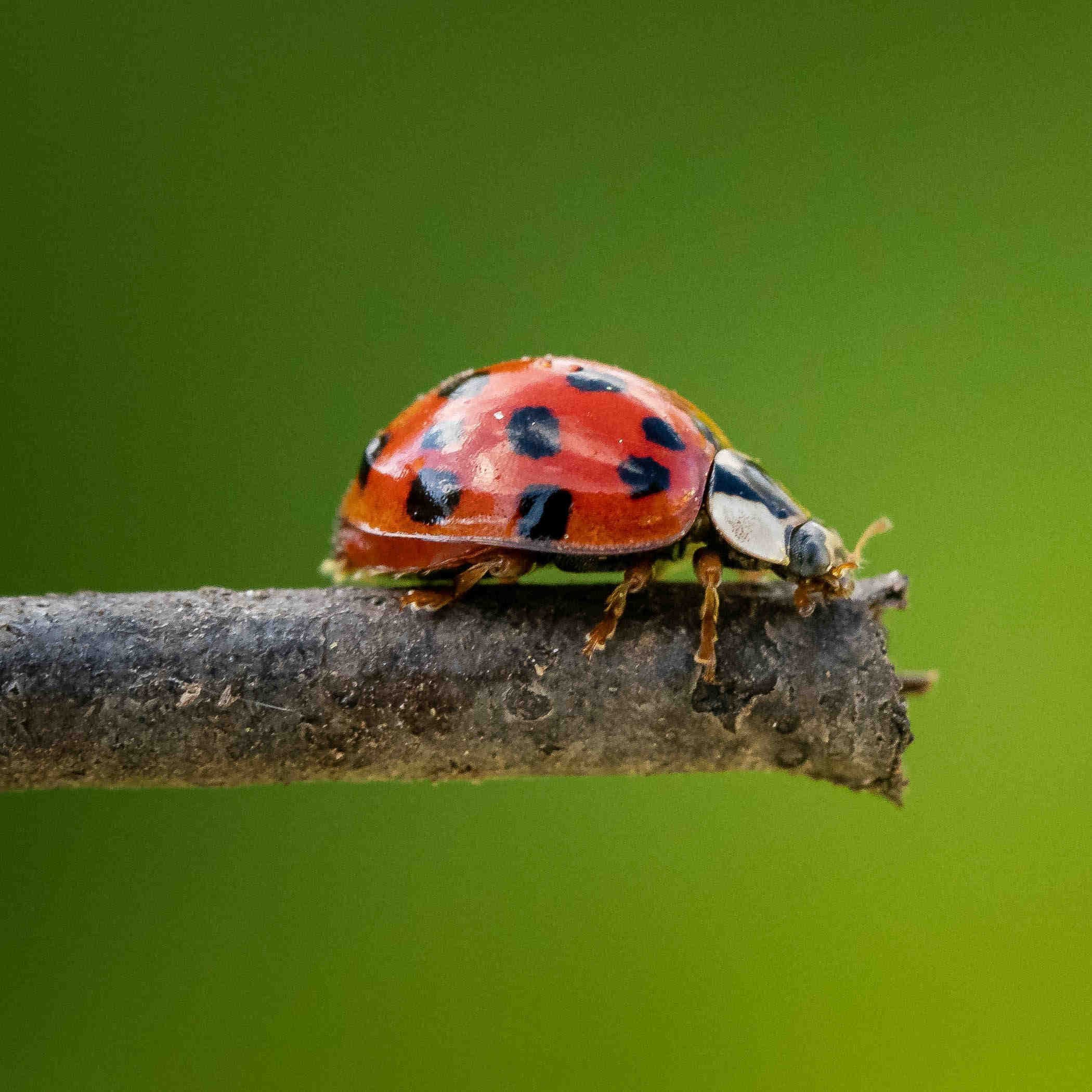 coccinella biodiversità
