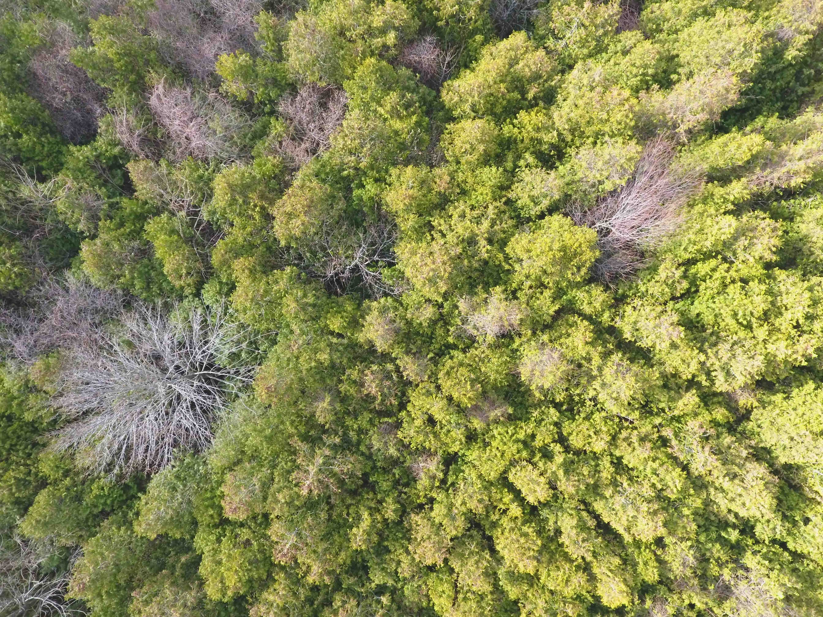 Che cosa sono i servizi ecosistemici