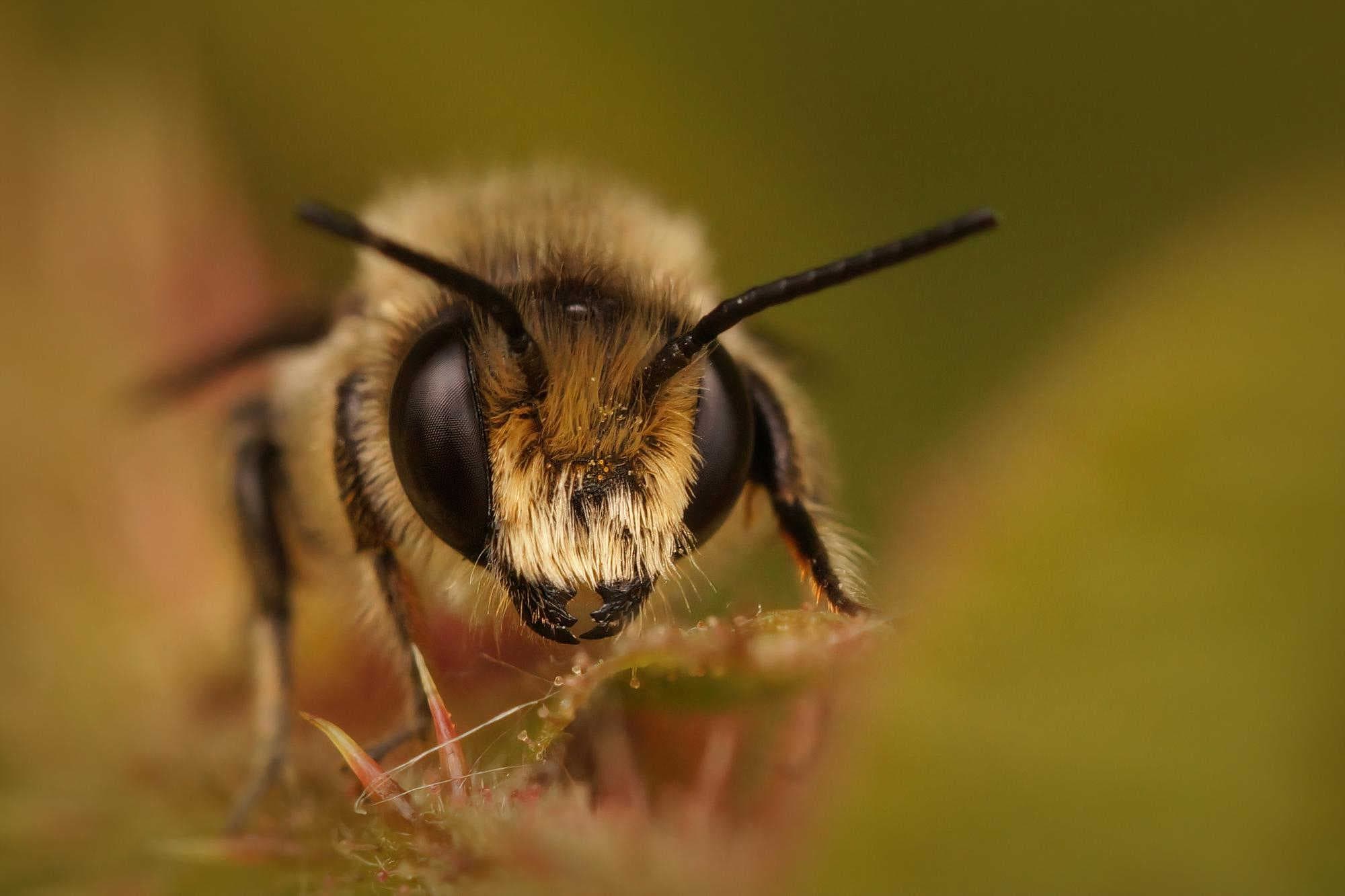 Megachile sp.