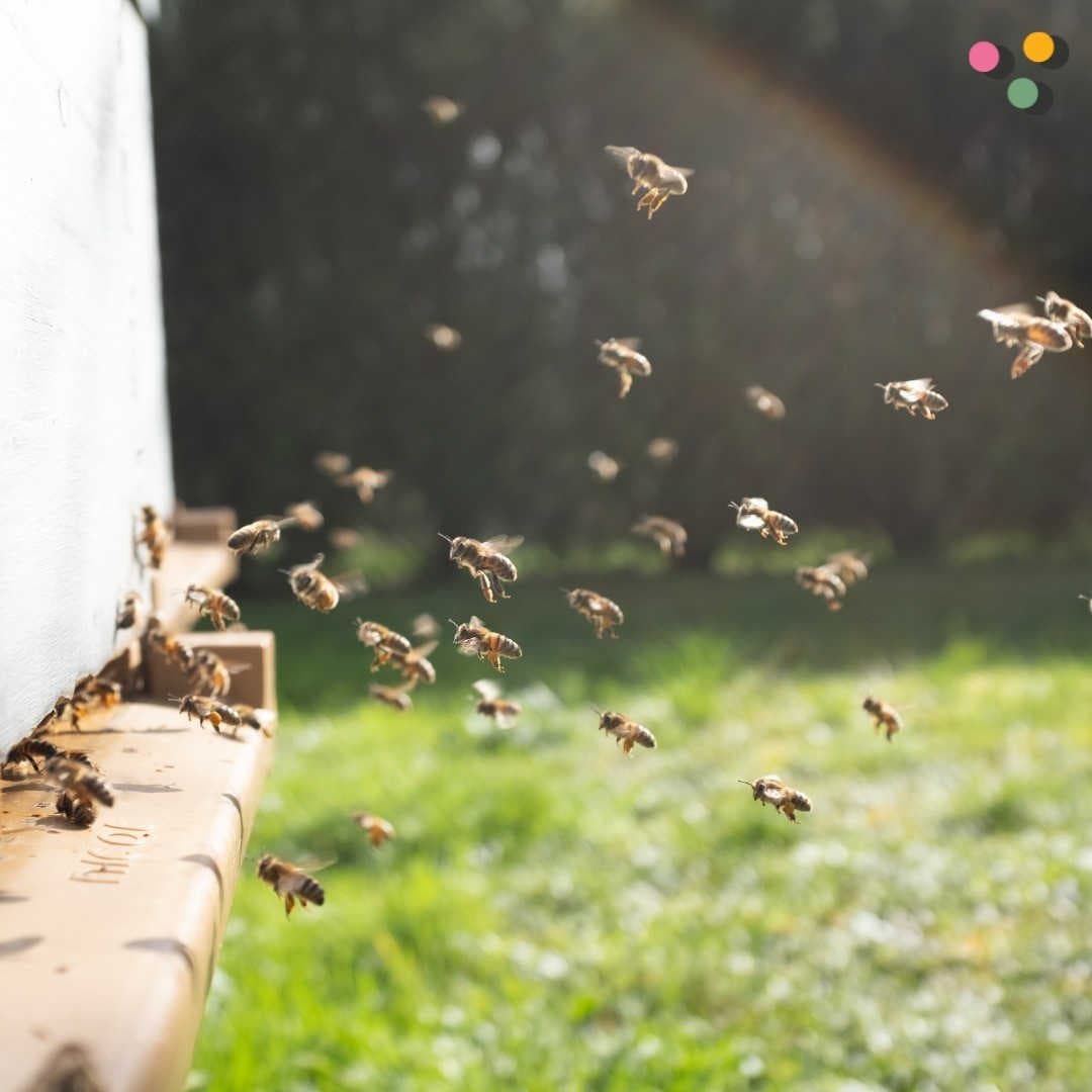 Bees for Berlin