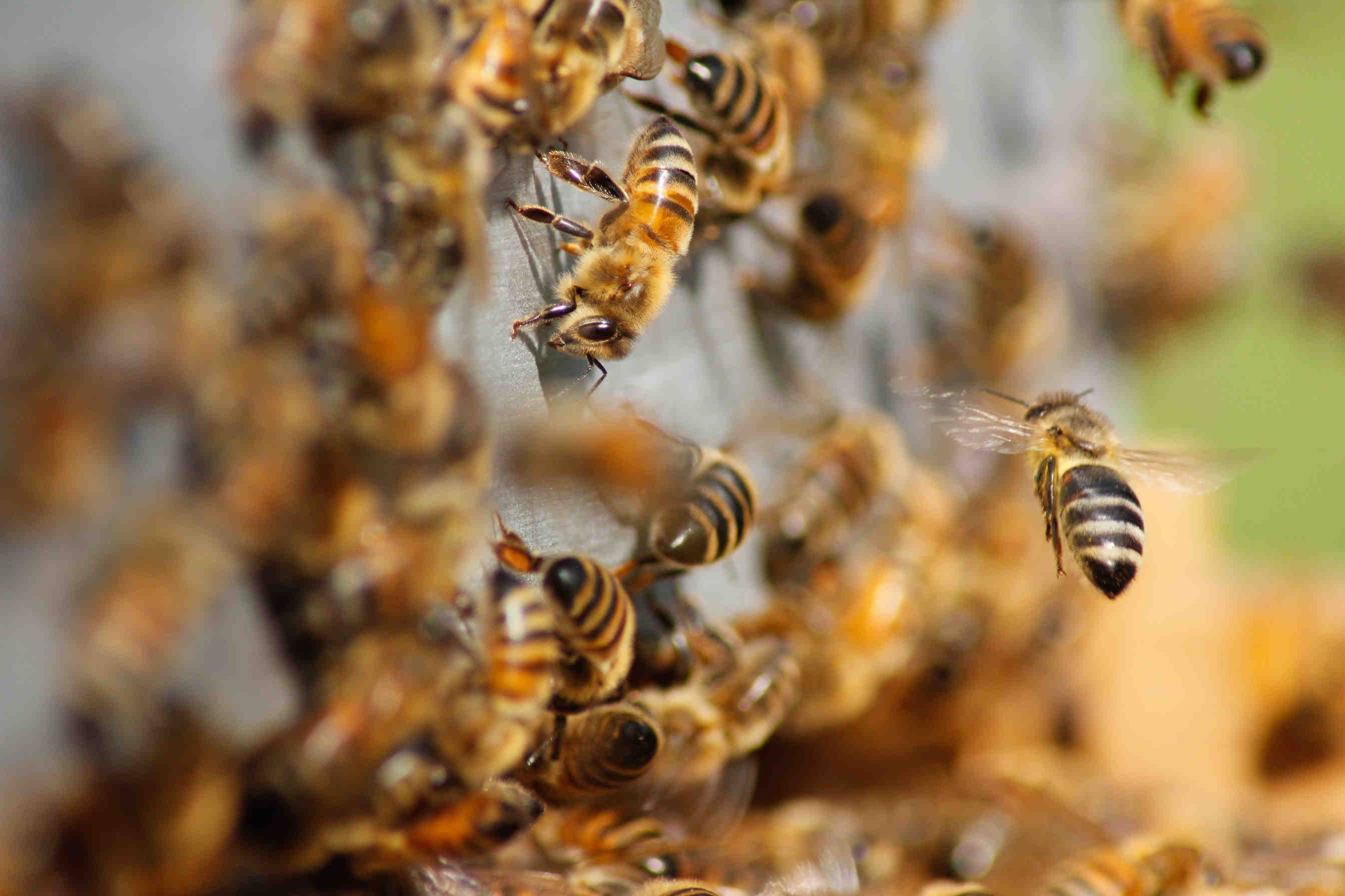 Le aspettative di 3Bee