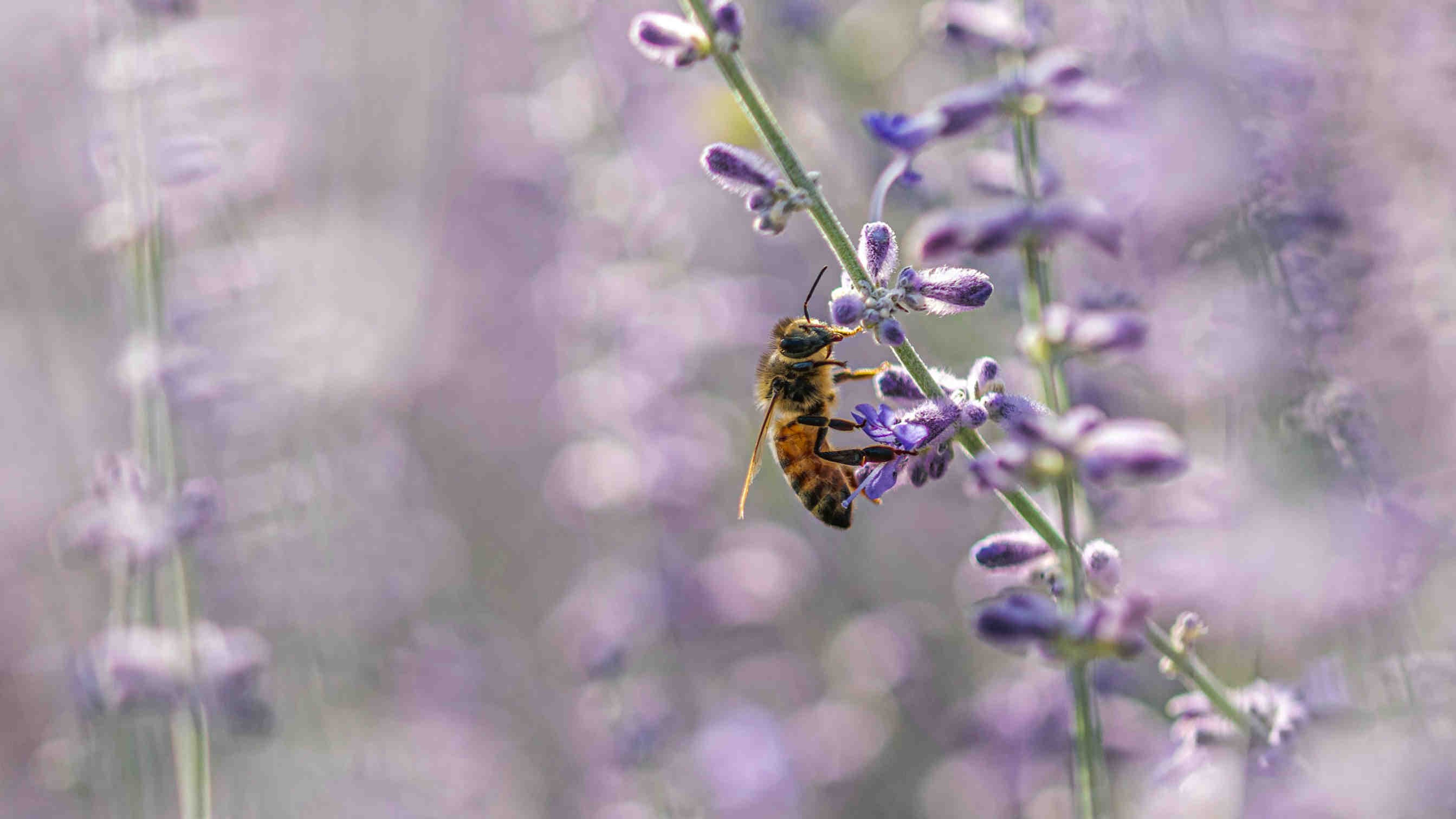 ape_lavanda