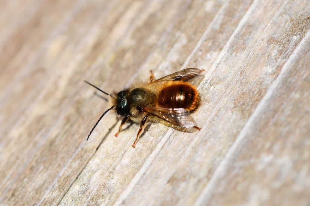 L'Osmia Rufa, une abeille solitaire