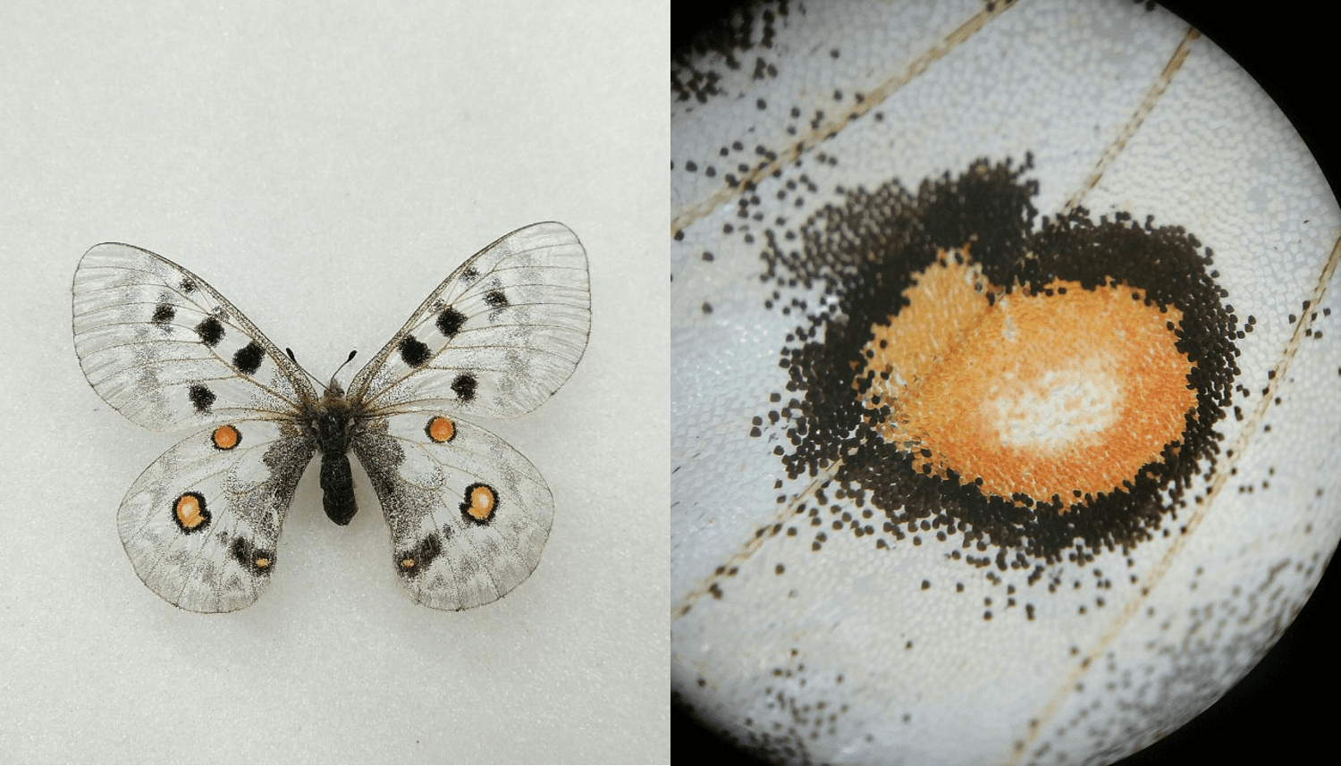 Parnassius_apollo_scaglie