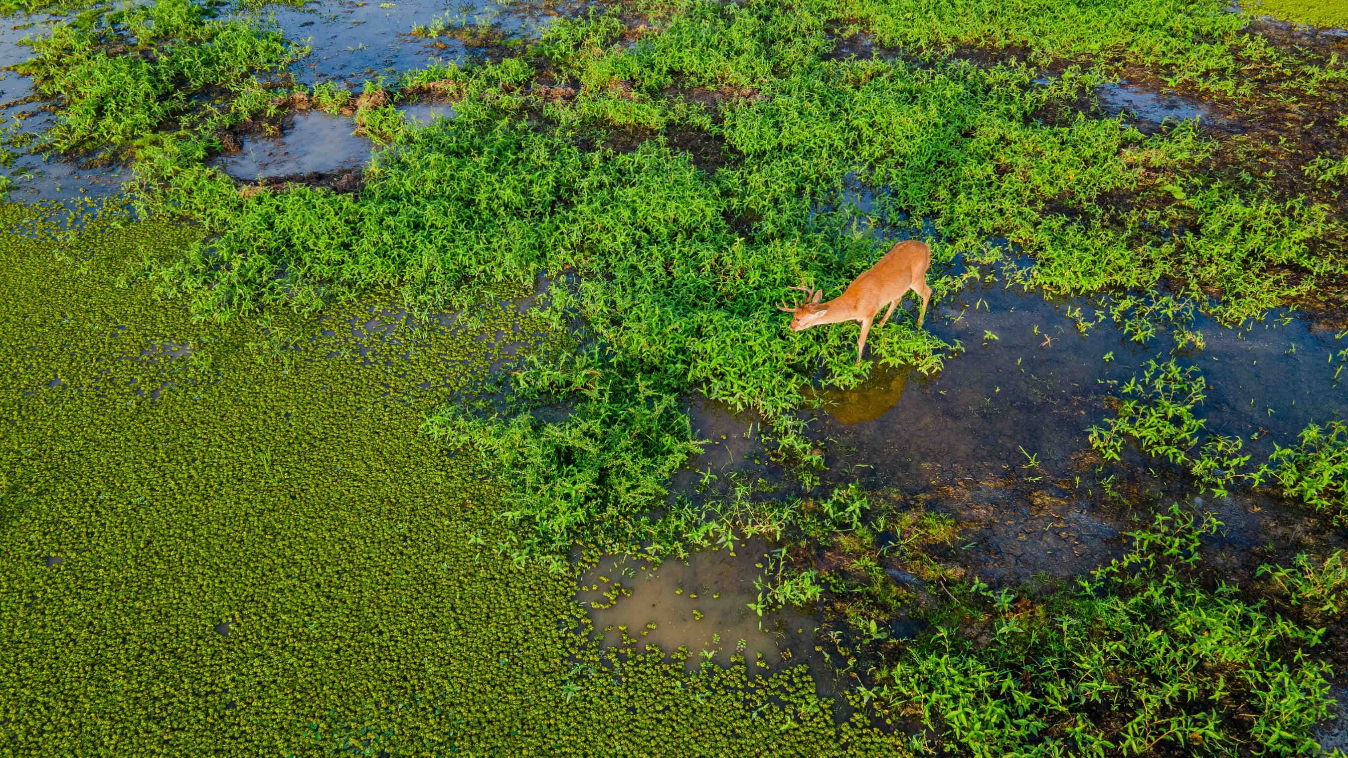 biodiversità