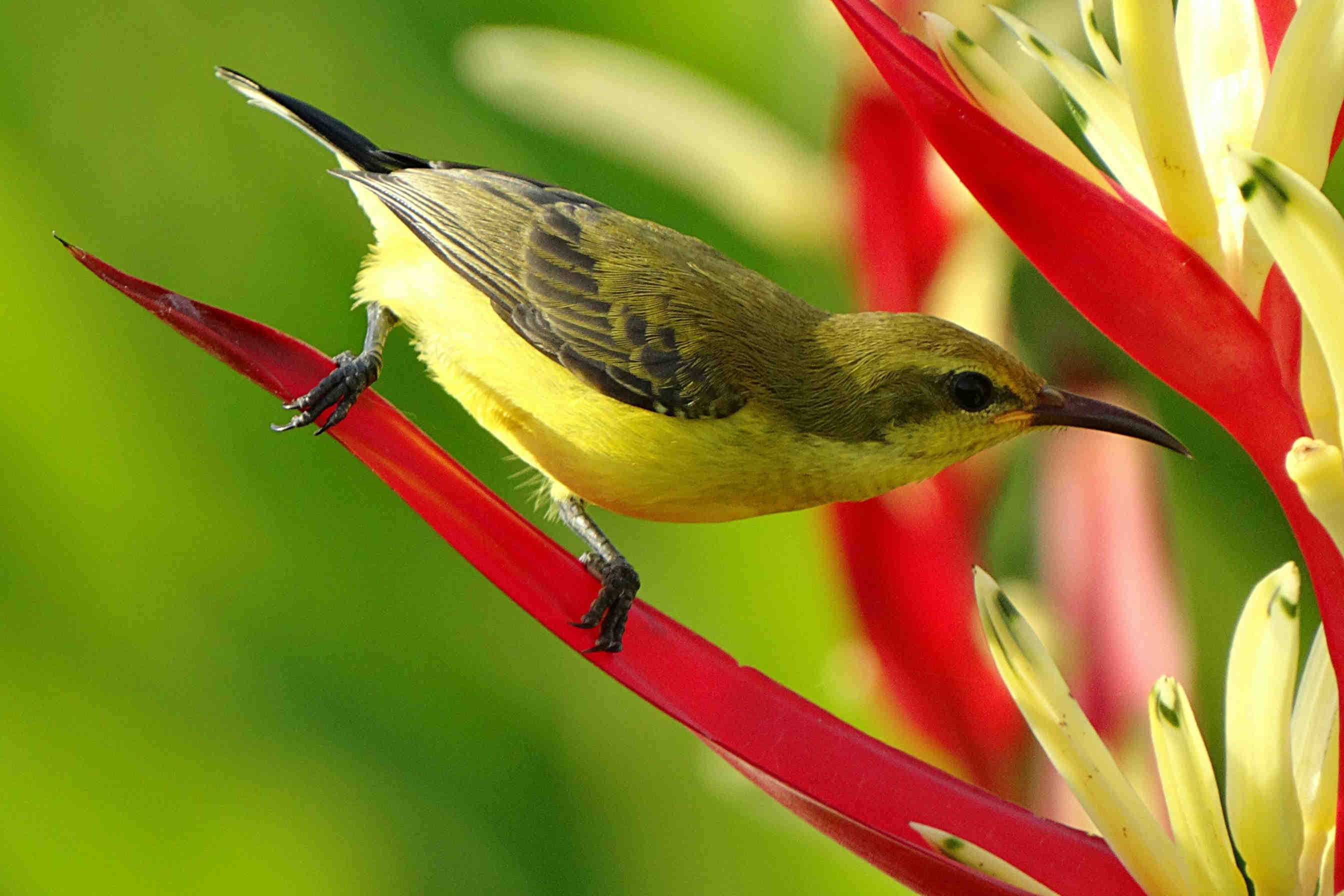 uccello giallo