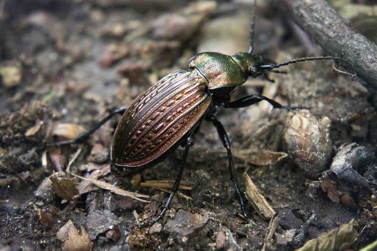 Carabide