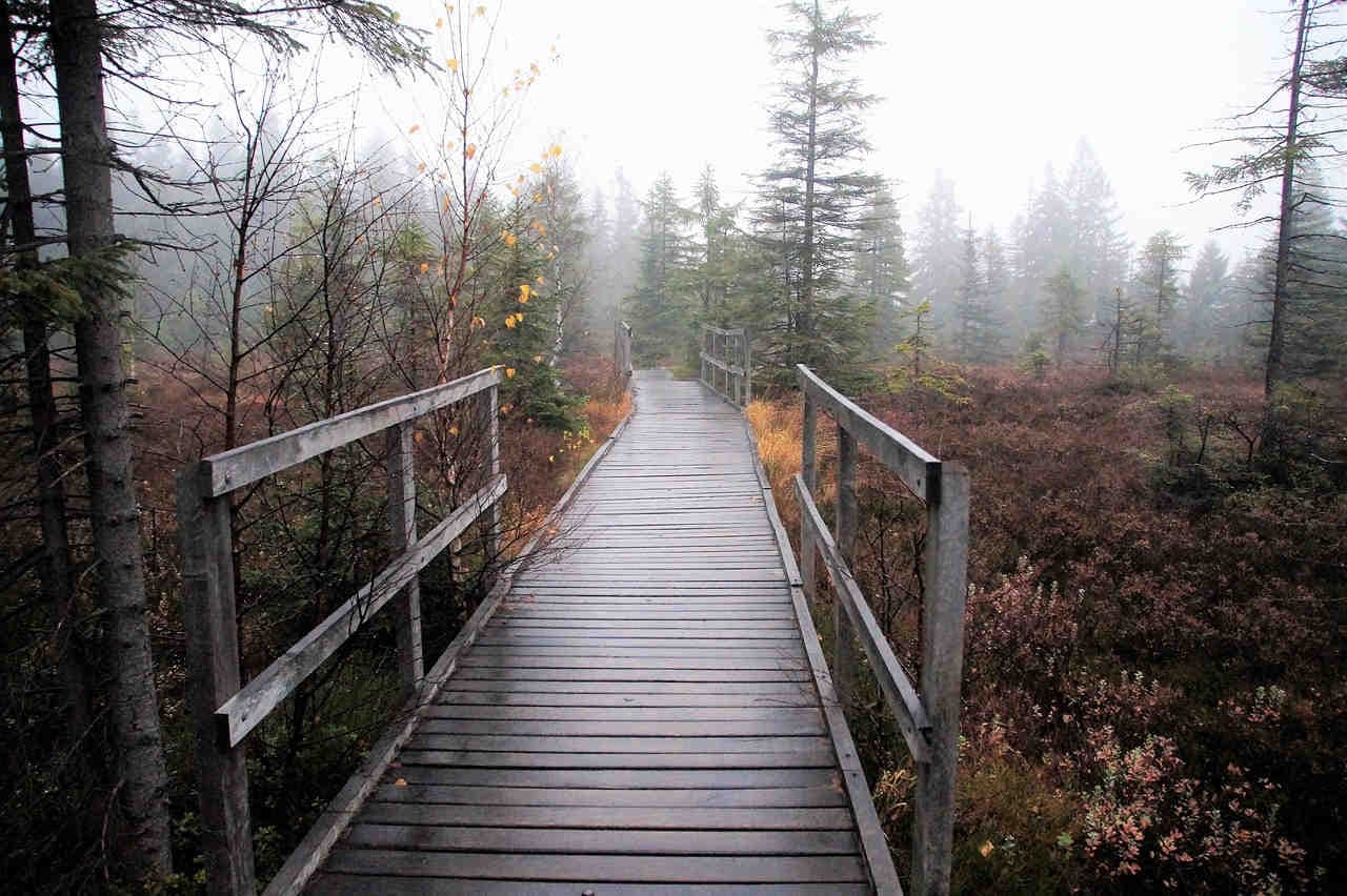 un pont en bois dans une aire protégée embrumée