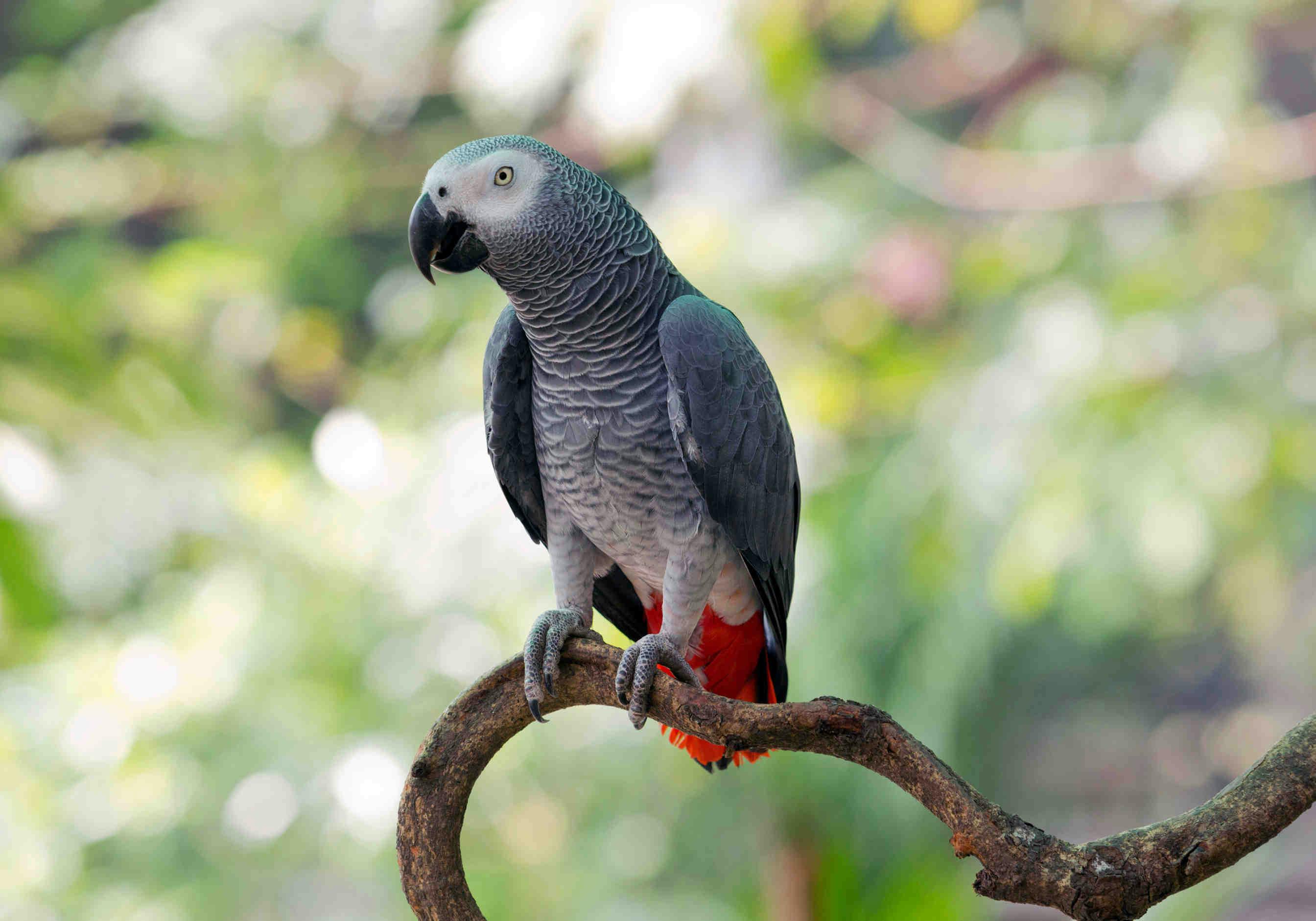 pappagallo grigio africano