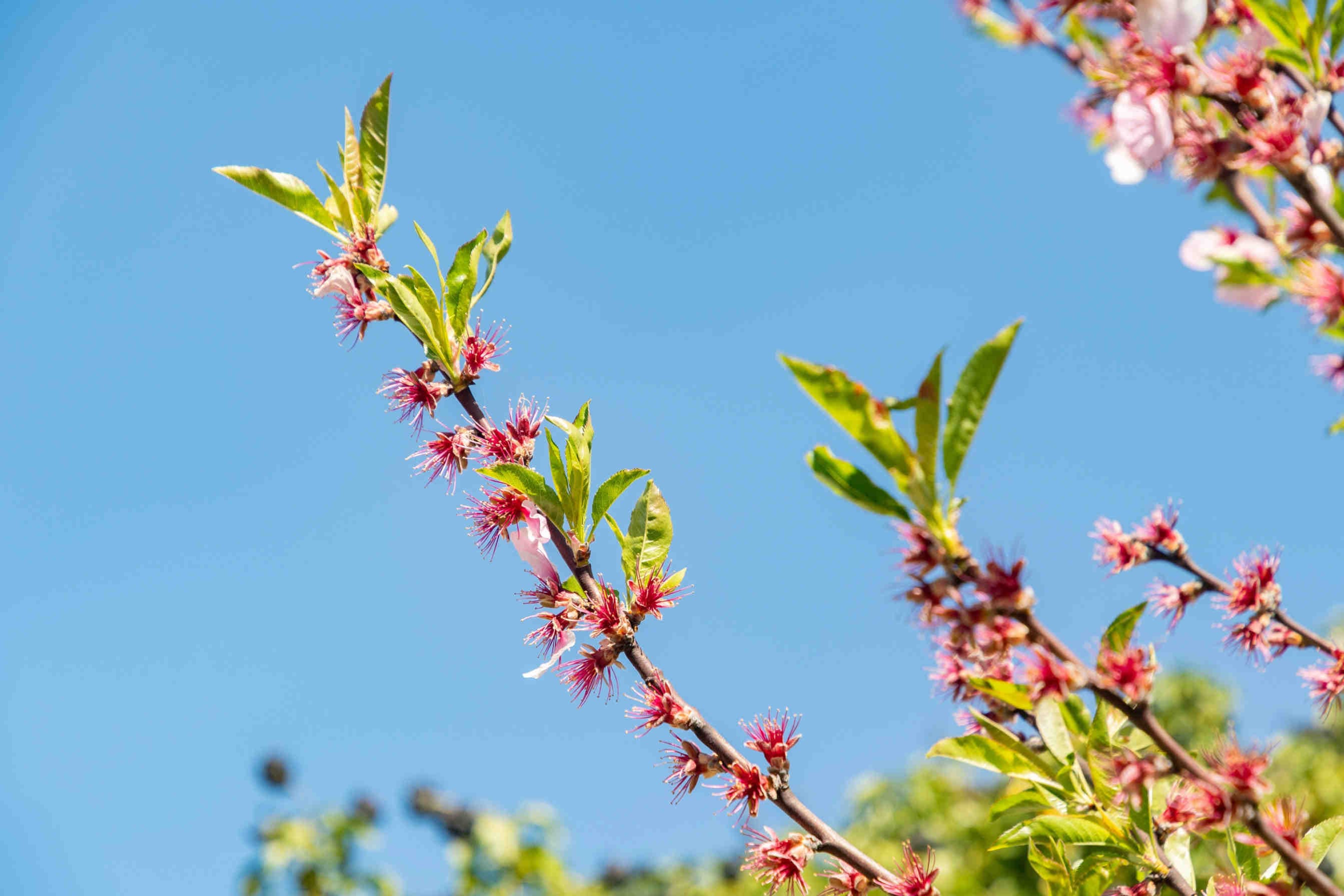 3bee-blog-prunus-amygdalus-il-mandorlo-tra-agricoltura-e-biodiversita