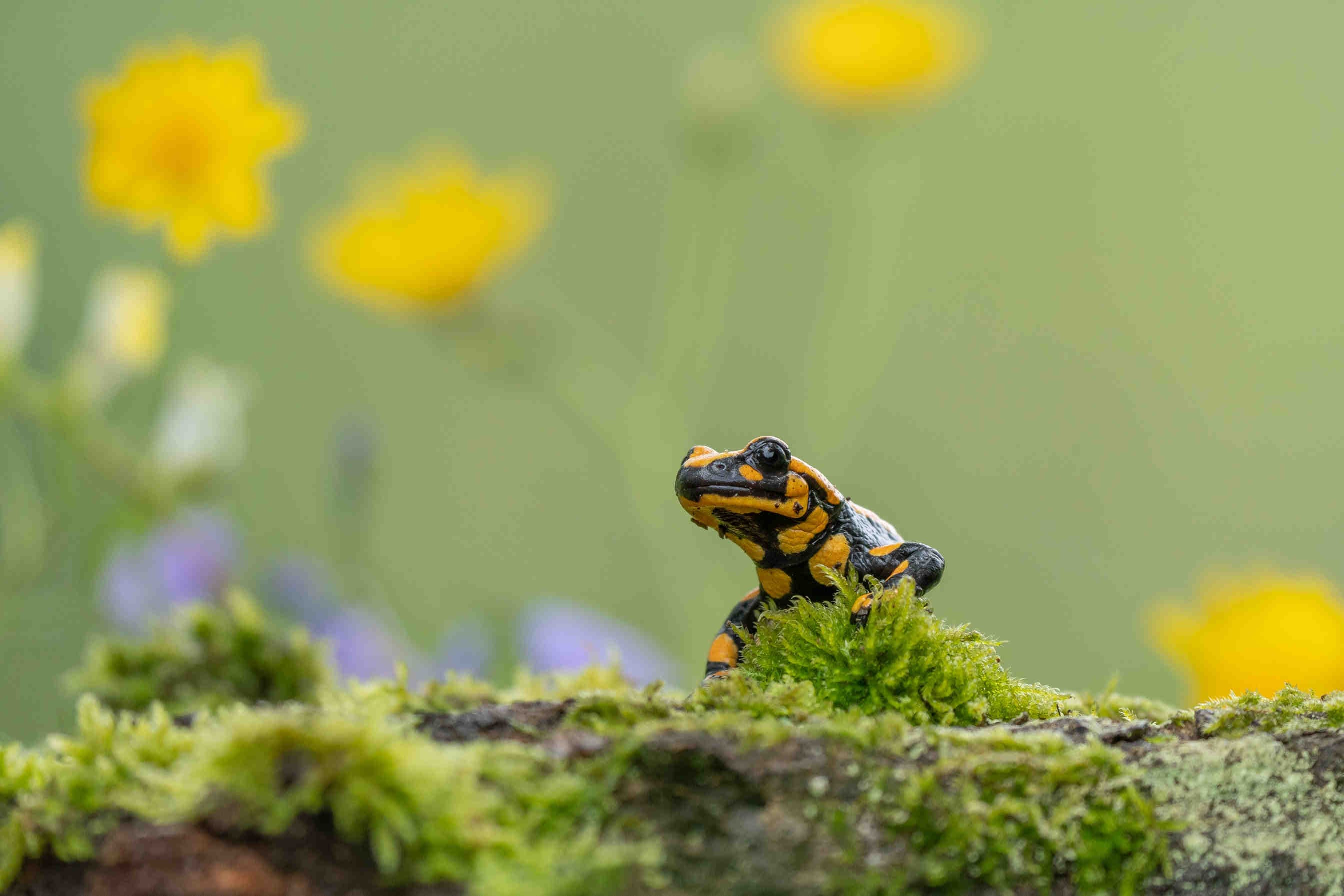 biodiversità pianeta terra