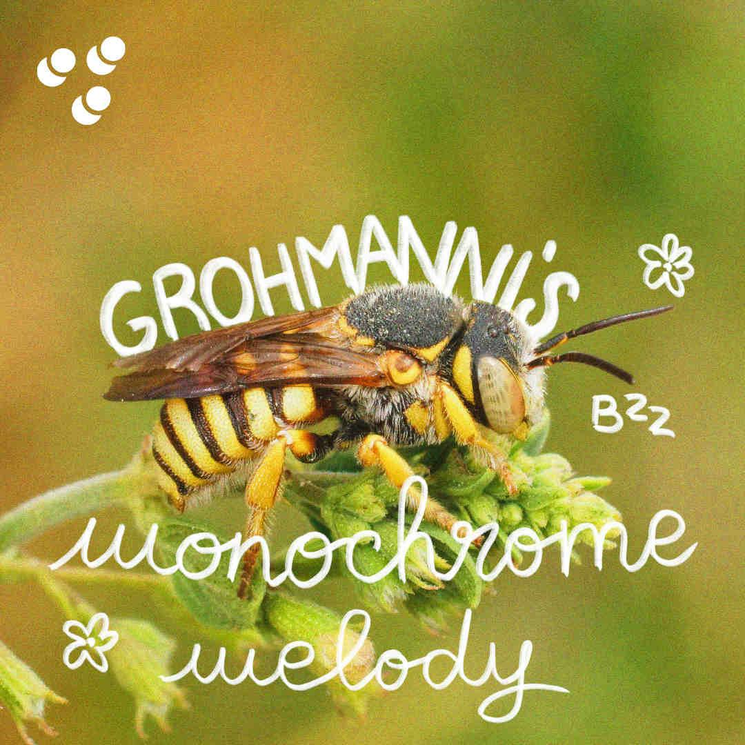 Grohmanni’s Monochrome Melody - Icteranthidium grohmanni