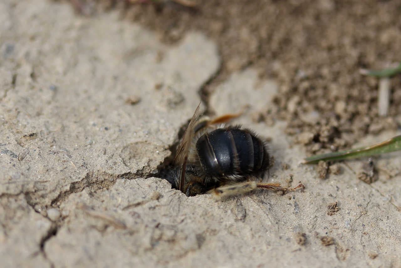 Welche Lebensräume brauchen semi-soziale Bienen