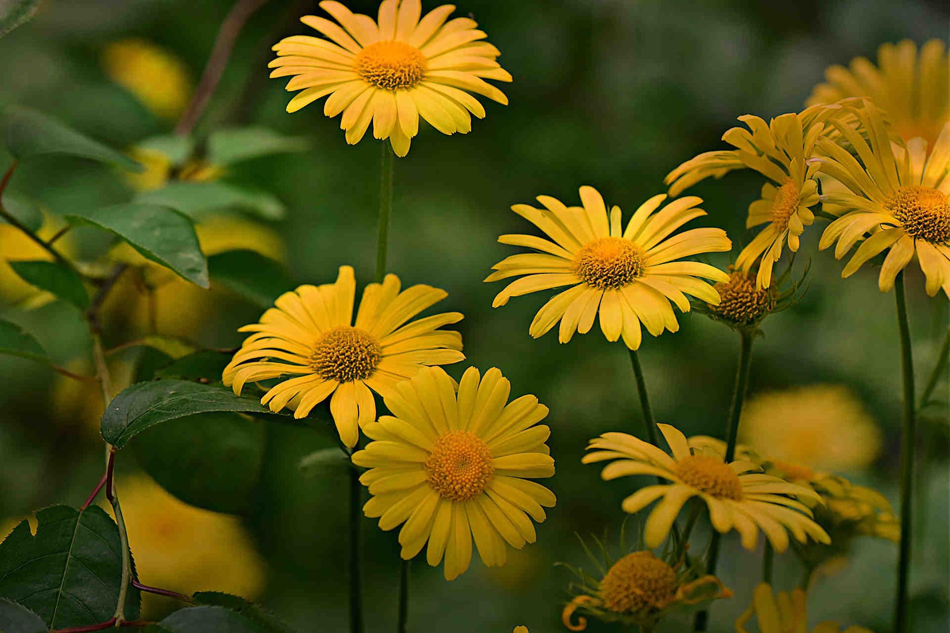 We distinguish the main plant families