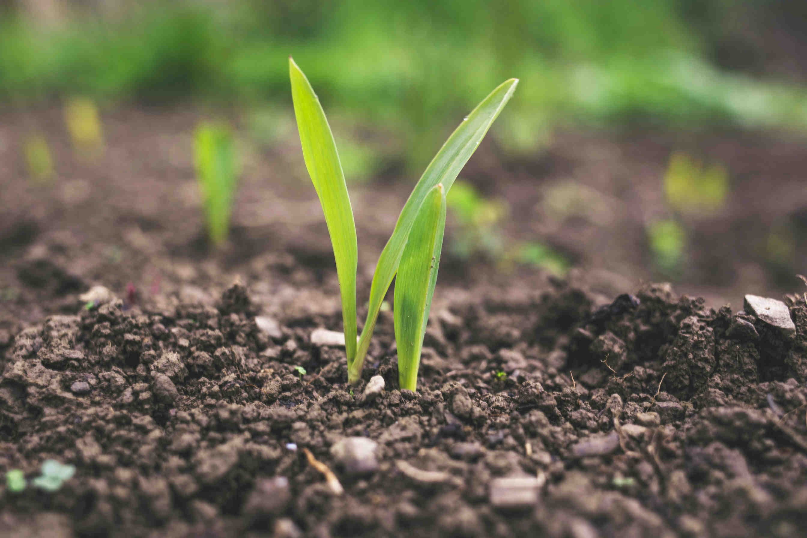 World Soil Day 2025: urban soil, AI and biodiversity
