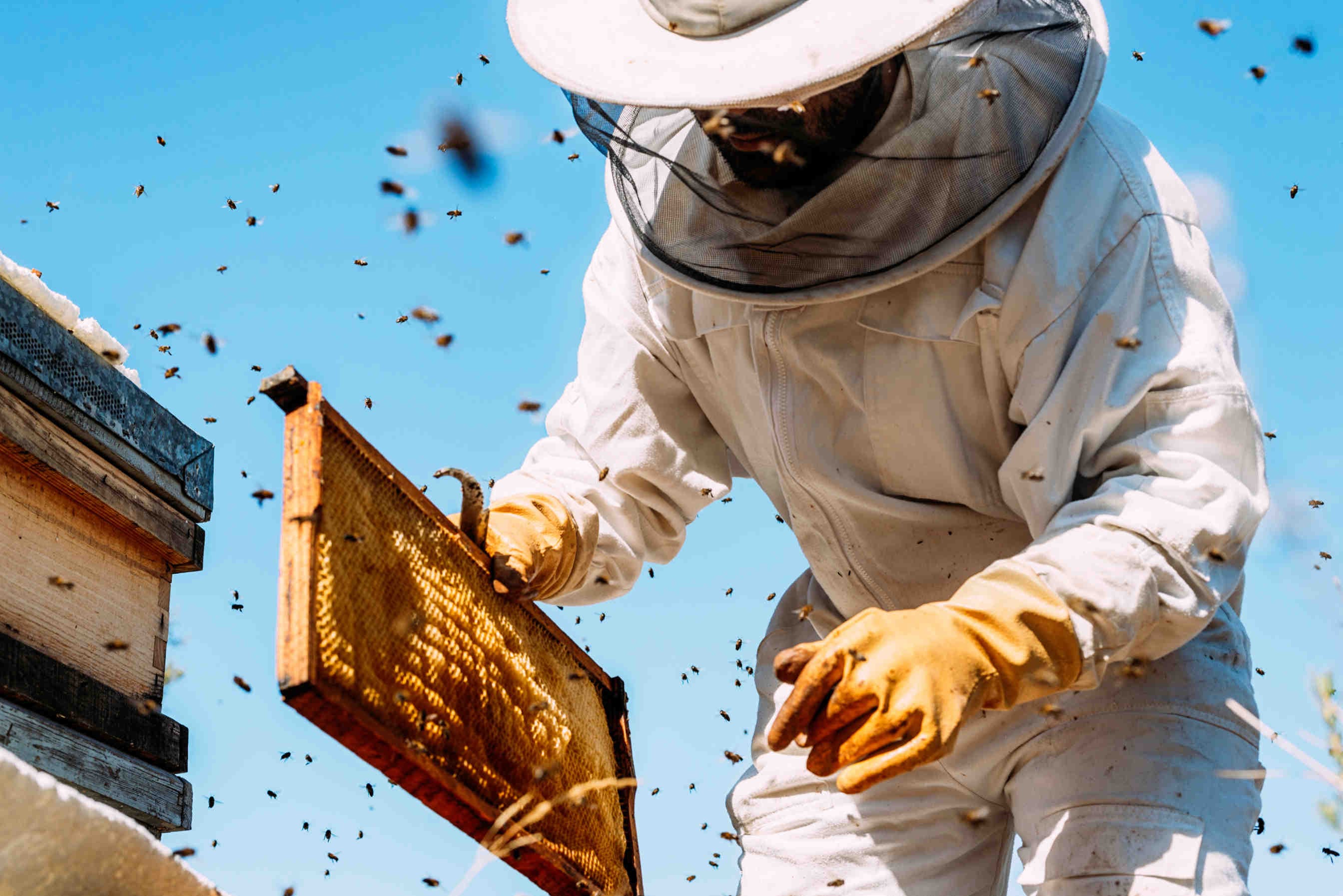 PARRAINER ET PROTEGER LES ABEILLES