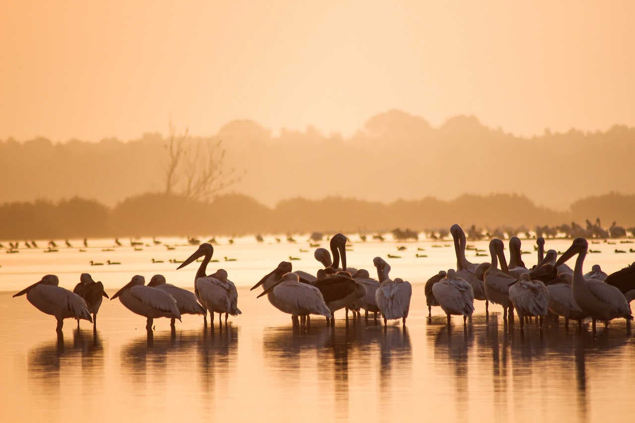 Che cos’è un habitat: la diversità degli ambienti naturali e la loro importanza