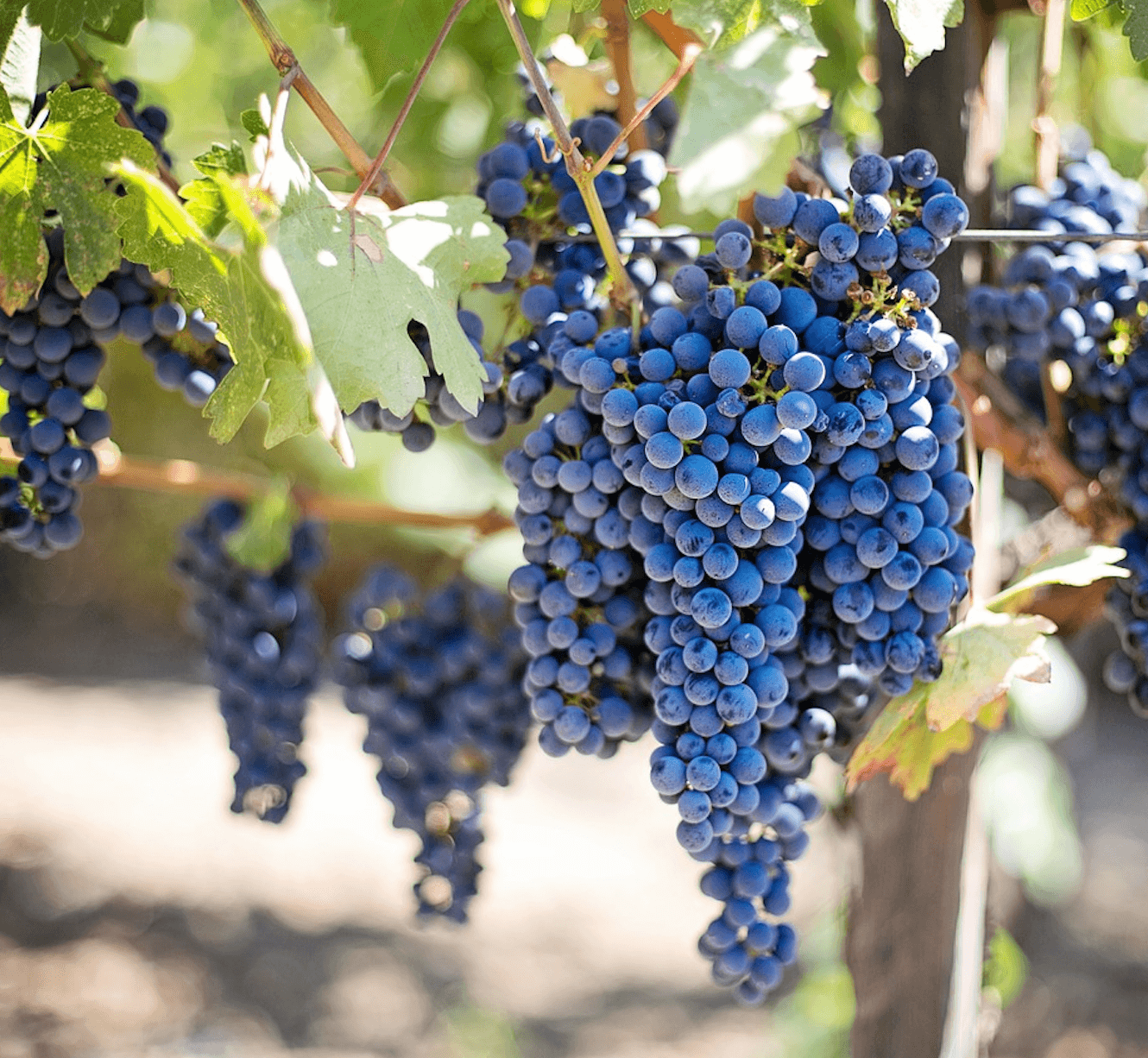 grappes de raisin