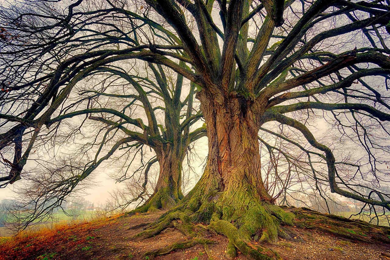 Alberi hub