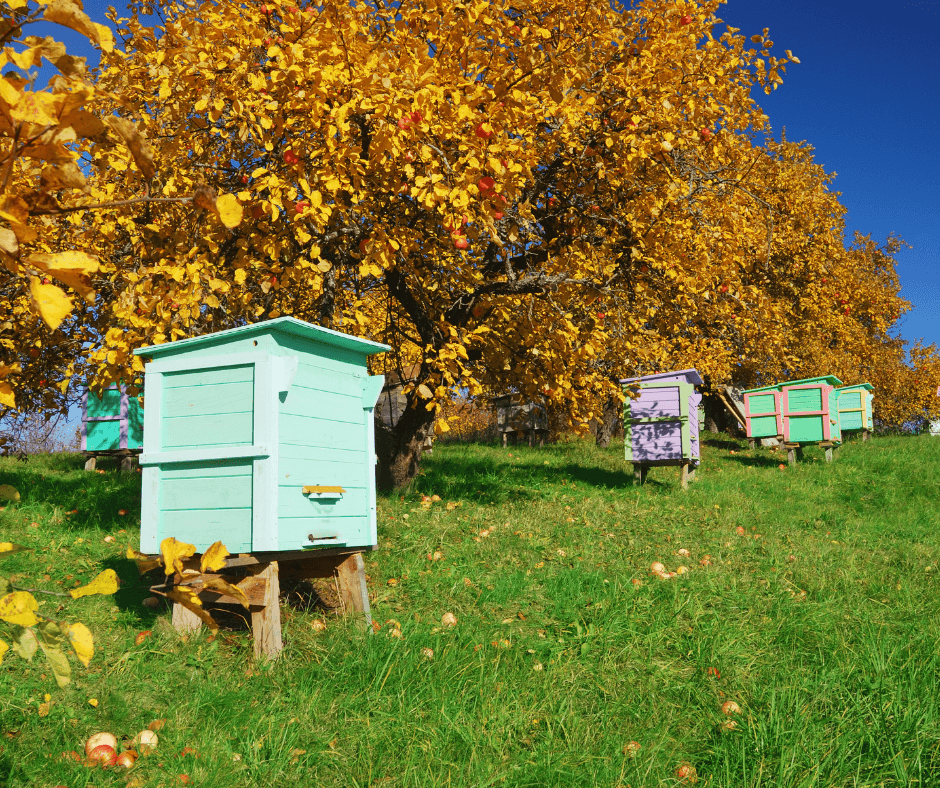 Adopt a 3Bee hive