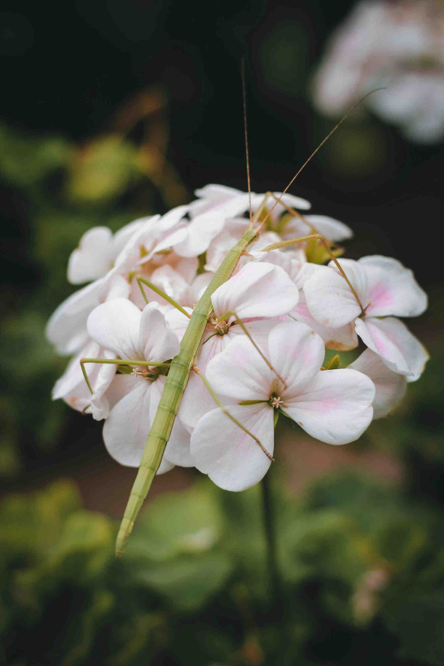 3bee-blog-altri-esempi-di-mimetismo