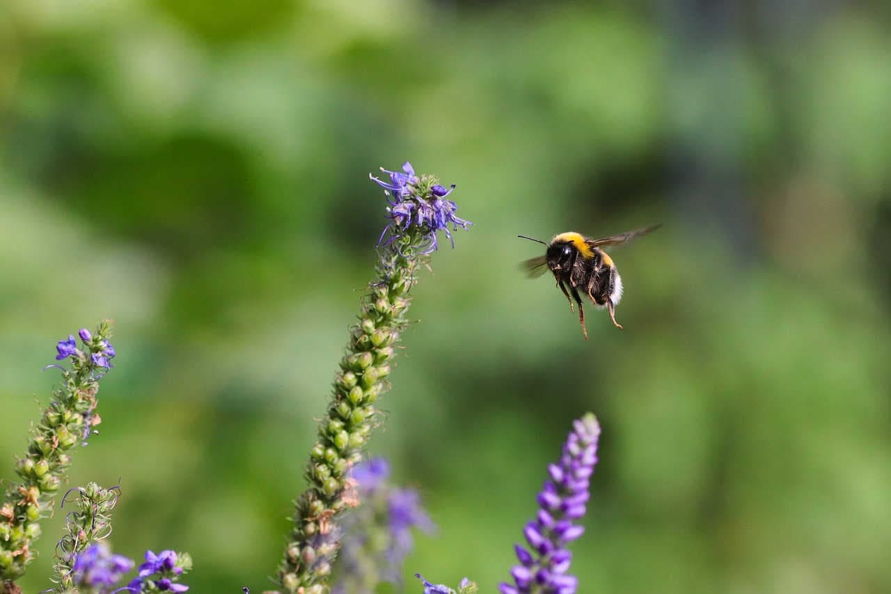 bombo vola su lavanda