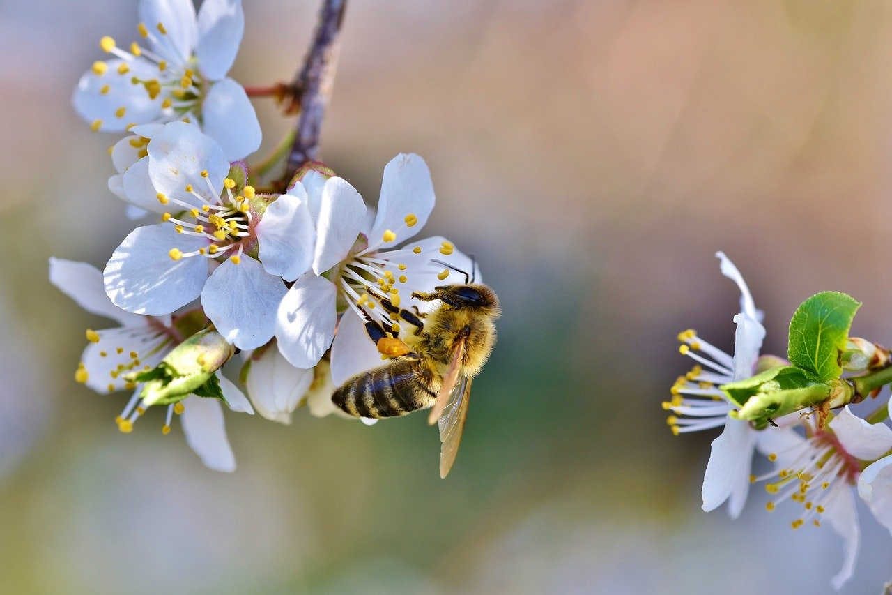 6. Come evitare le principali malattie delle api