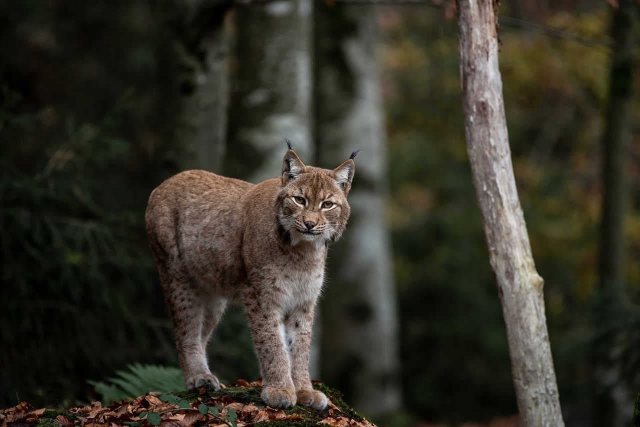 Il ritorno della lince in Italia