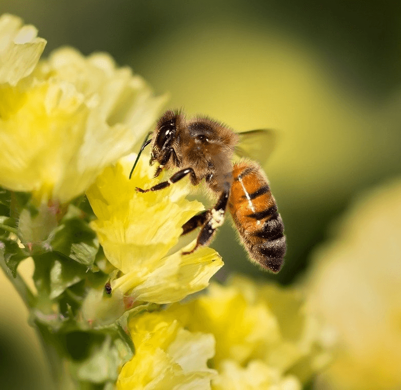 Honeybee on flower