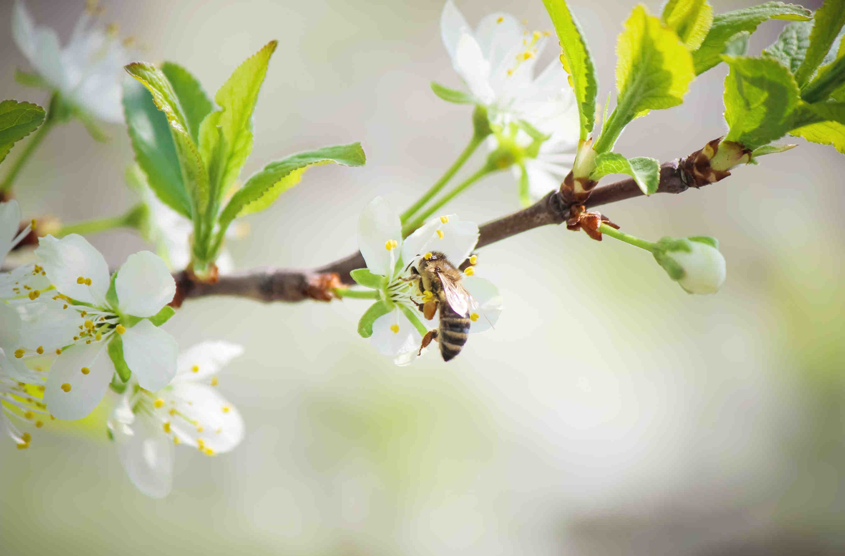 alberi nettariferi ecosistemi resilienti