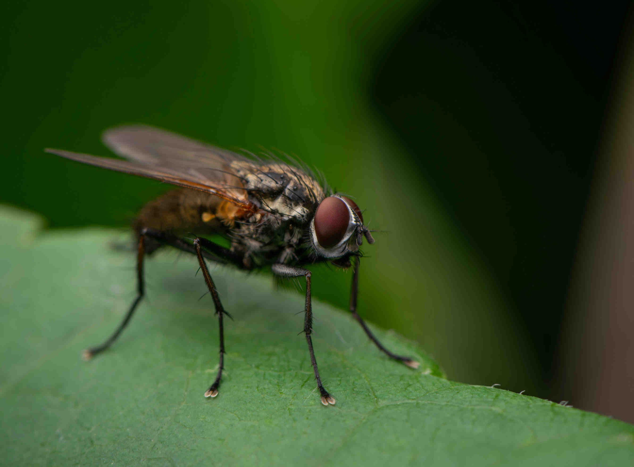 mosca