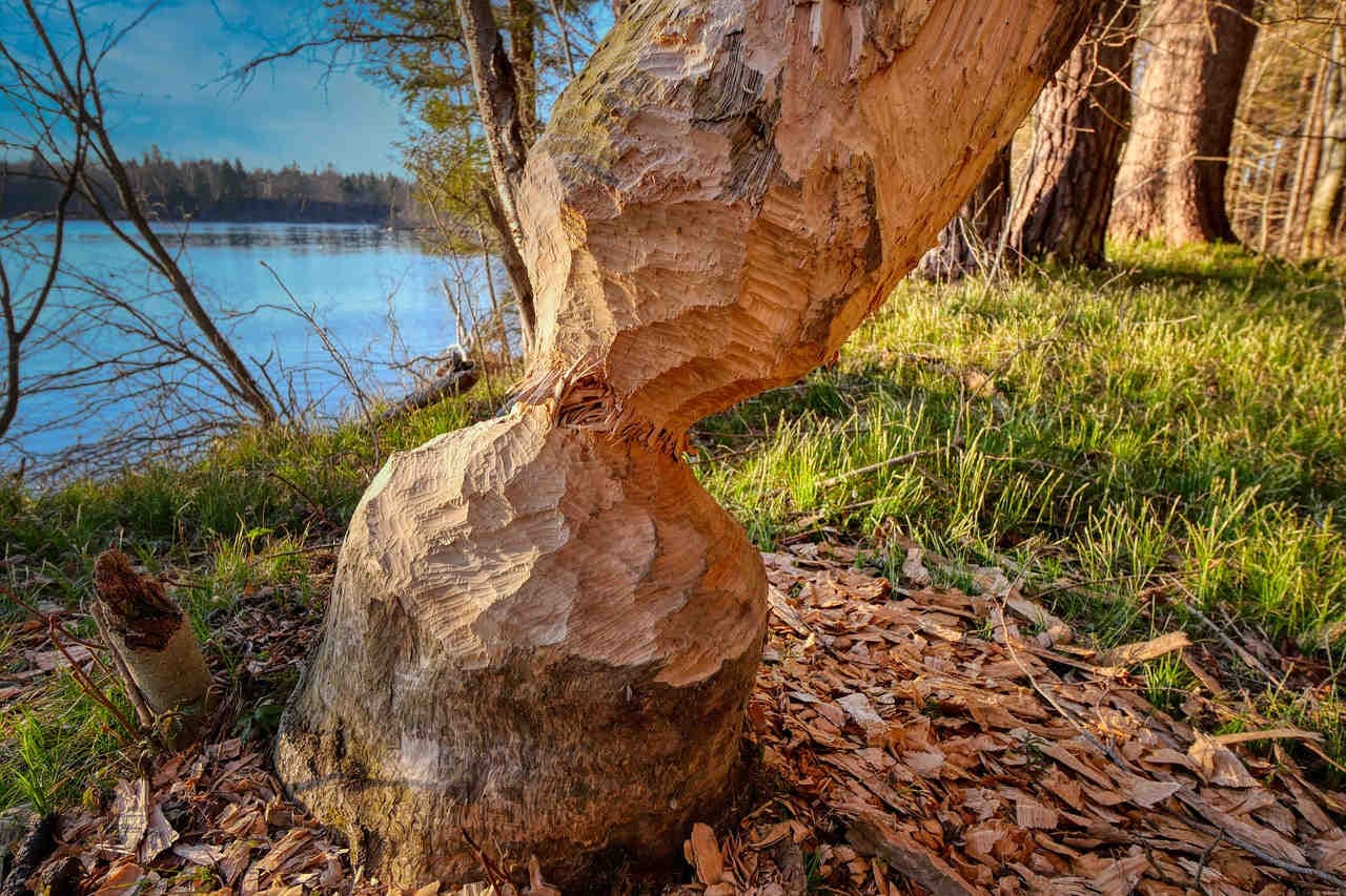 tronc d'arbre grignoté par un castor