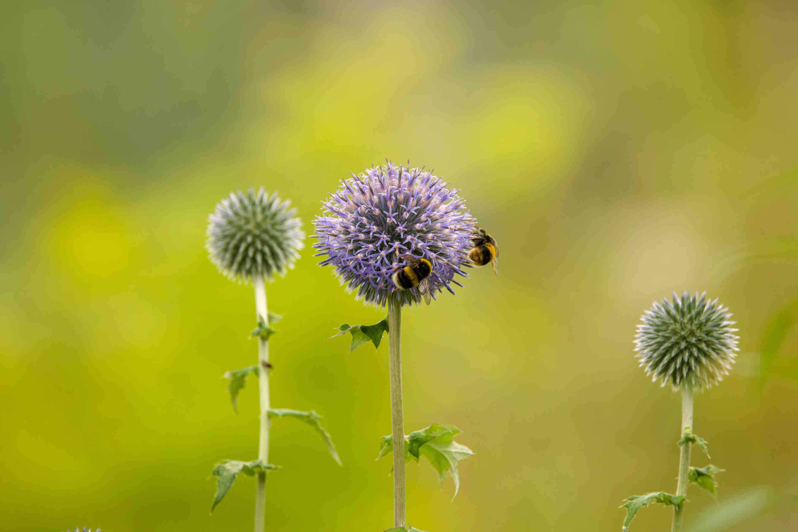 Cos’è l’impronta ambientale e come si calcola per le aziende?