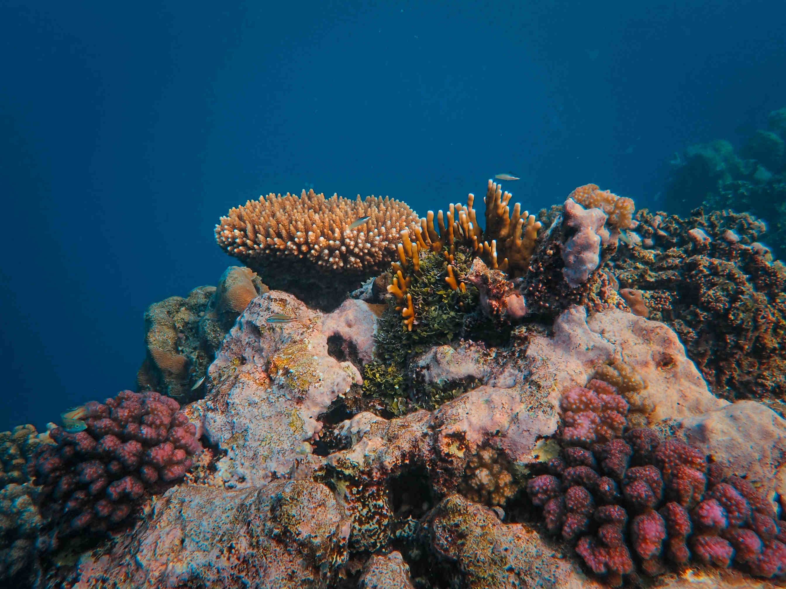 Scoperto il più grande corallo al mondo nell'Oceano Pacifico