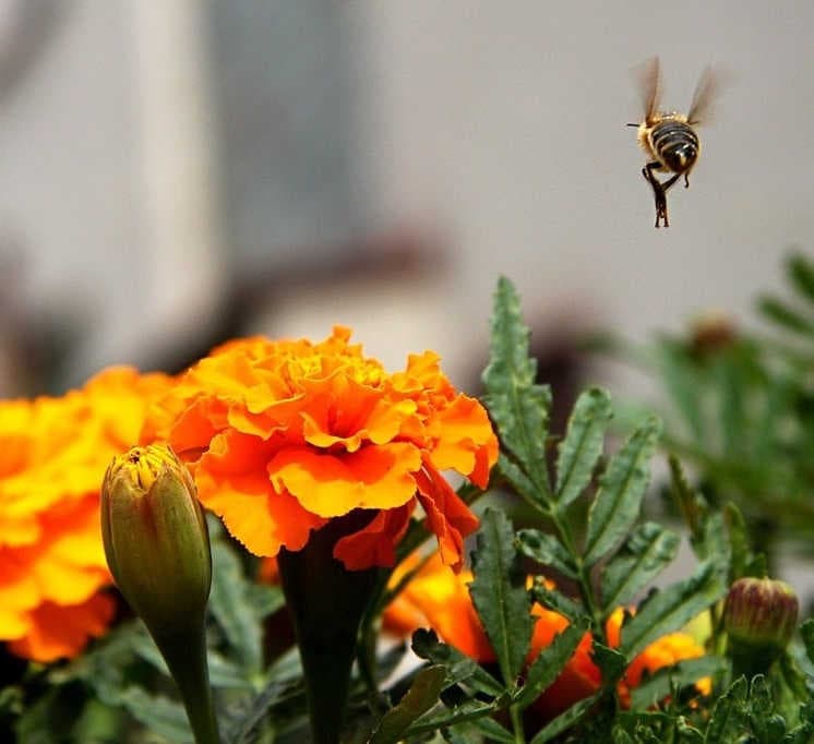 Connectivity and flowers help urban pollinators thrive