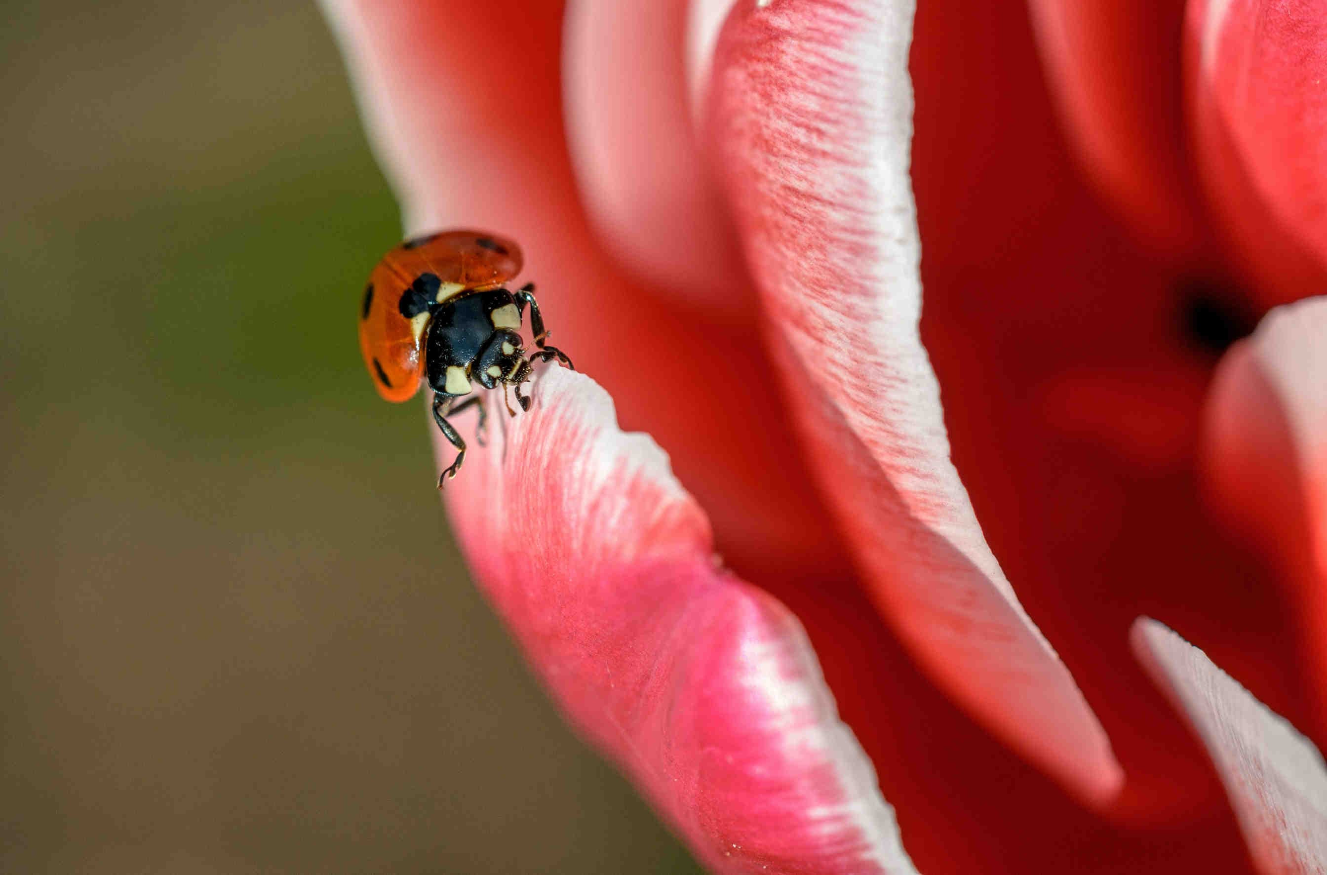 coccinella