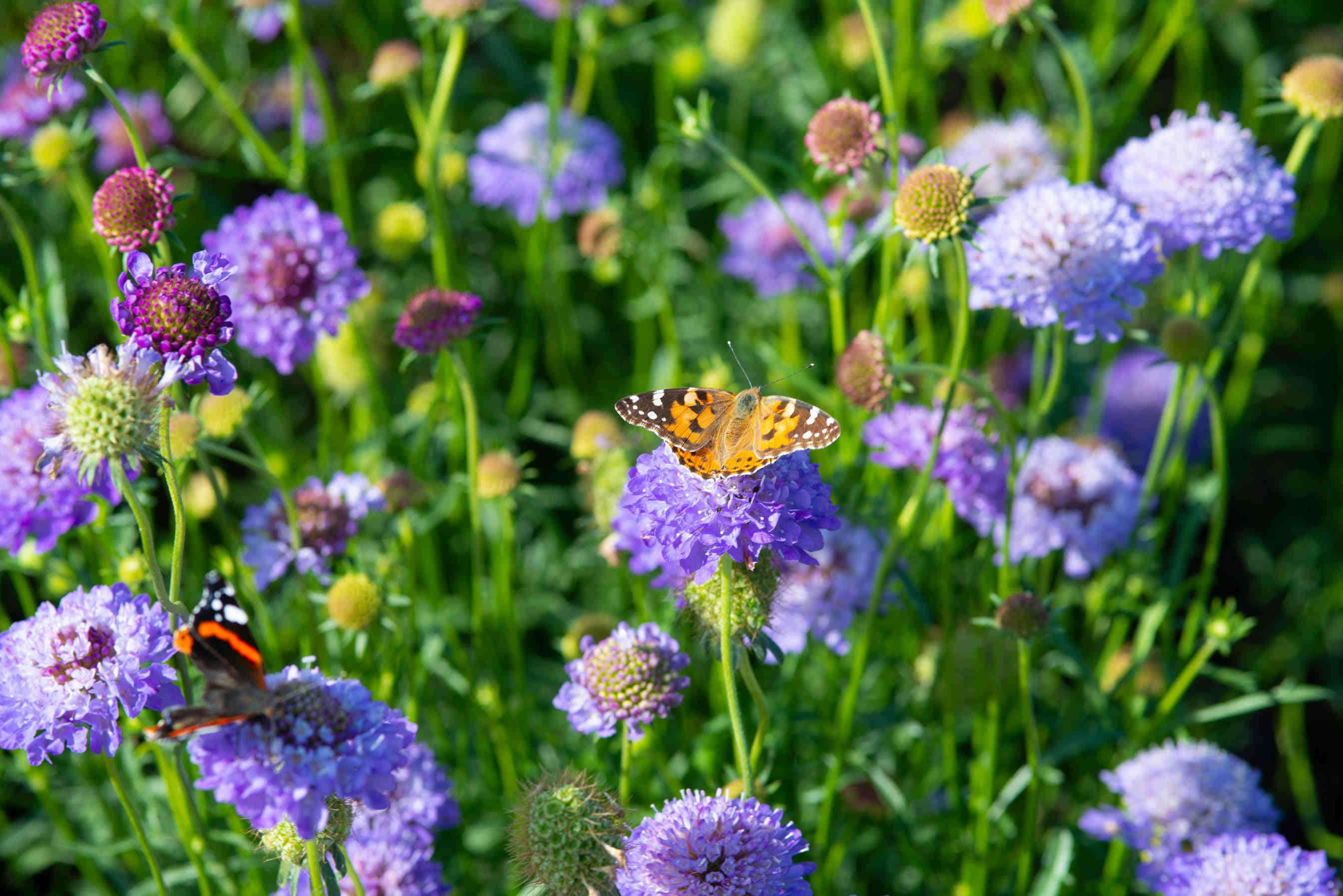 3Bee: technology for the protection of biodiversity