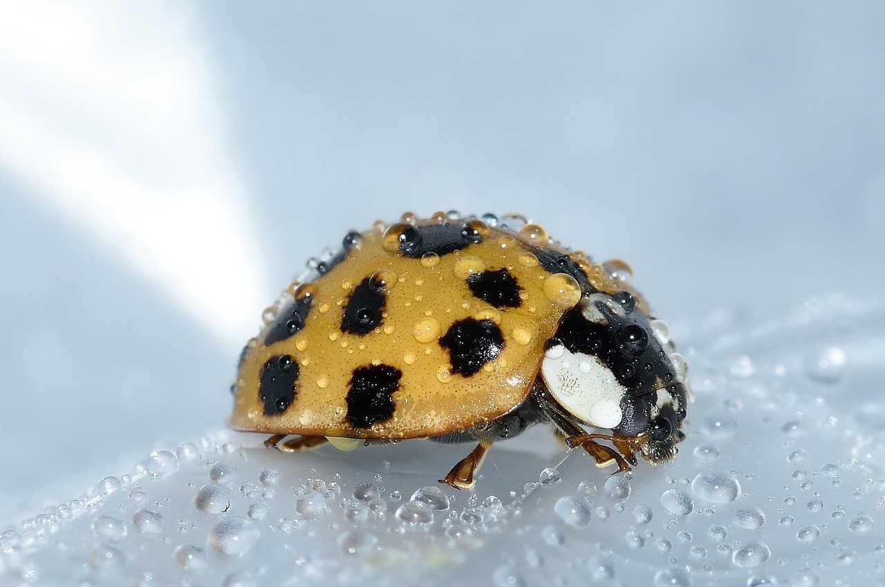 coccinella arlecchino asiatica