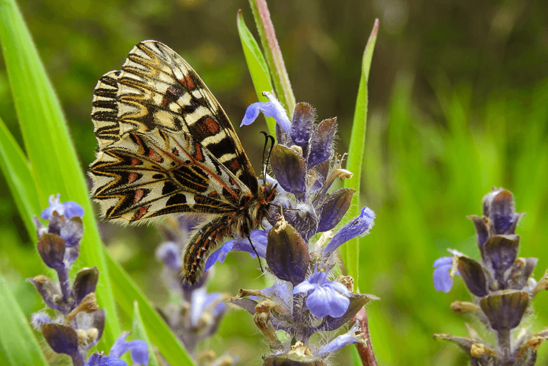 Zerynthia cassandra
