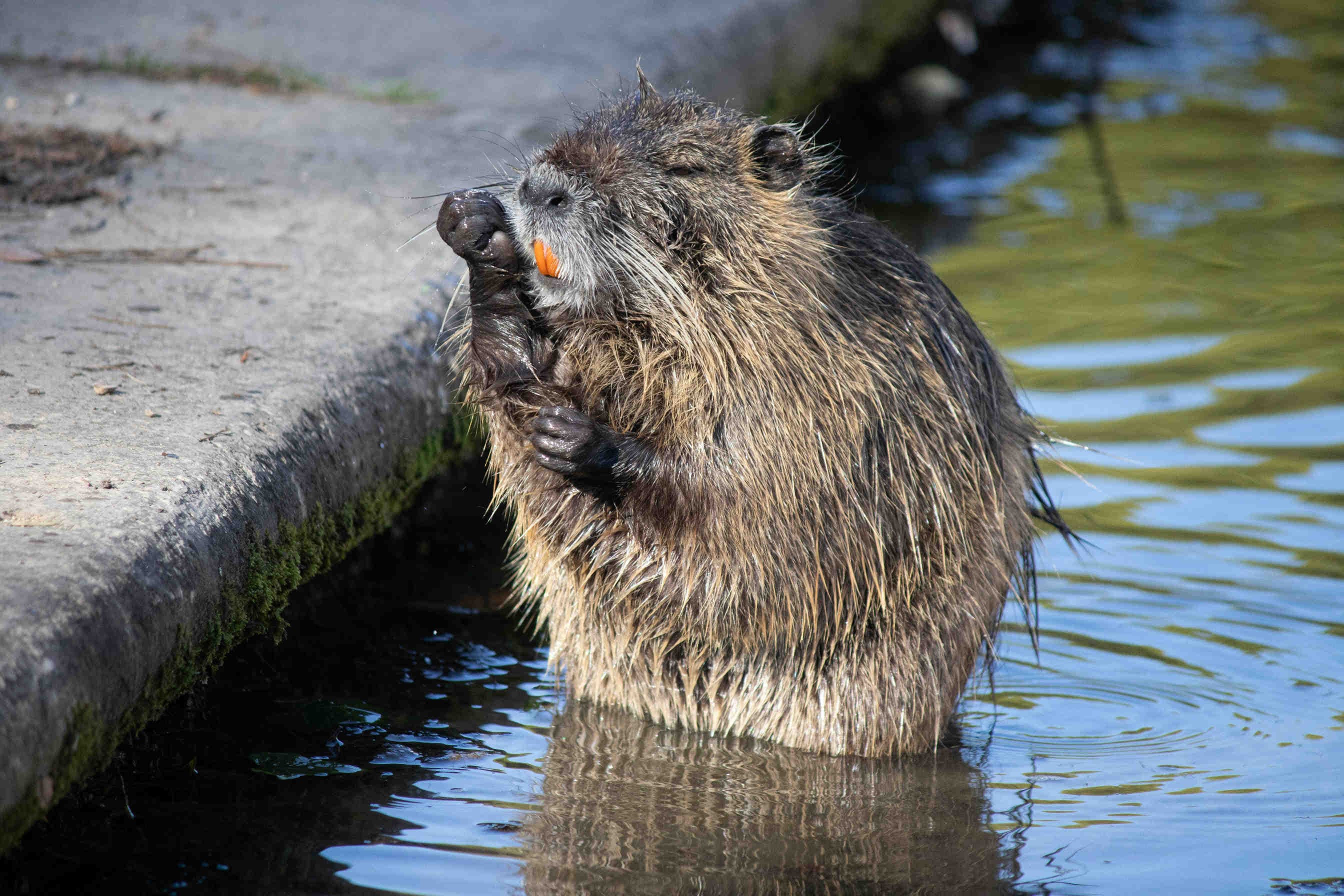 castor dans un bassin artificiel