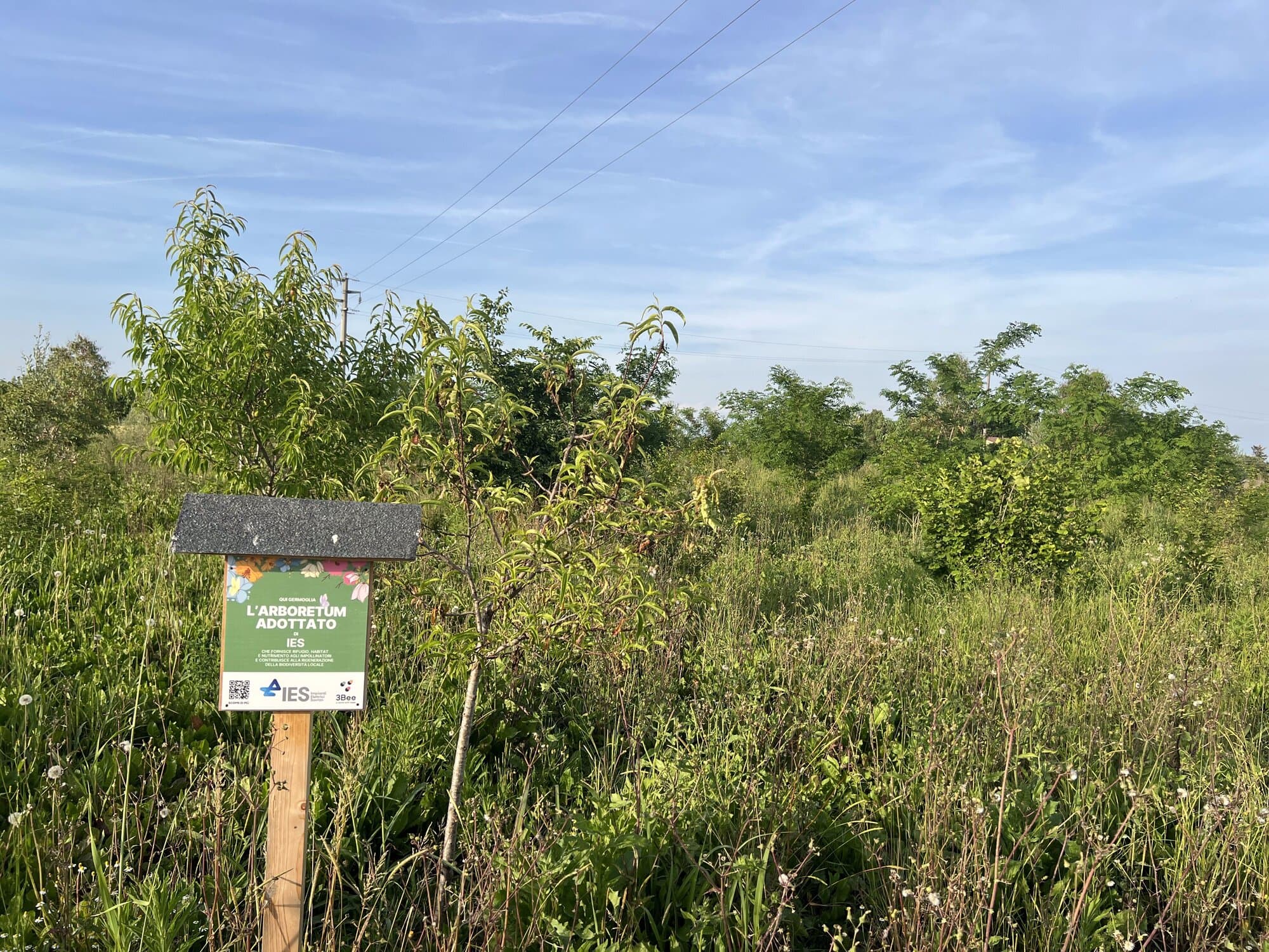 Regali aziendali sostenibili: un pezzo di natura che puoi guardare crescere