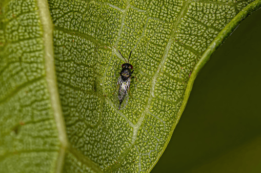 Blastophaga psenes femmina