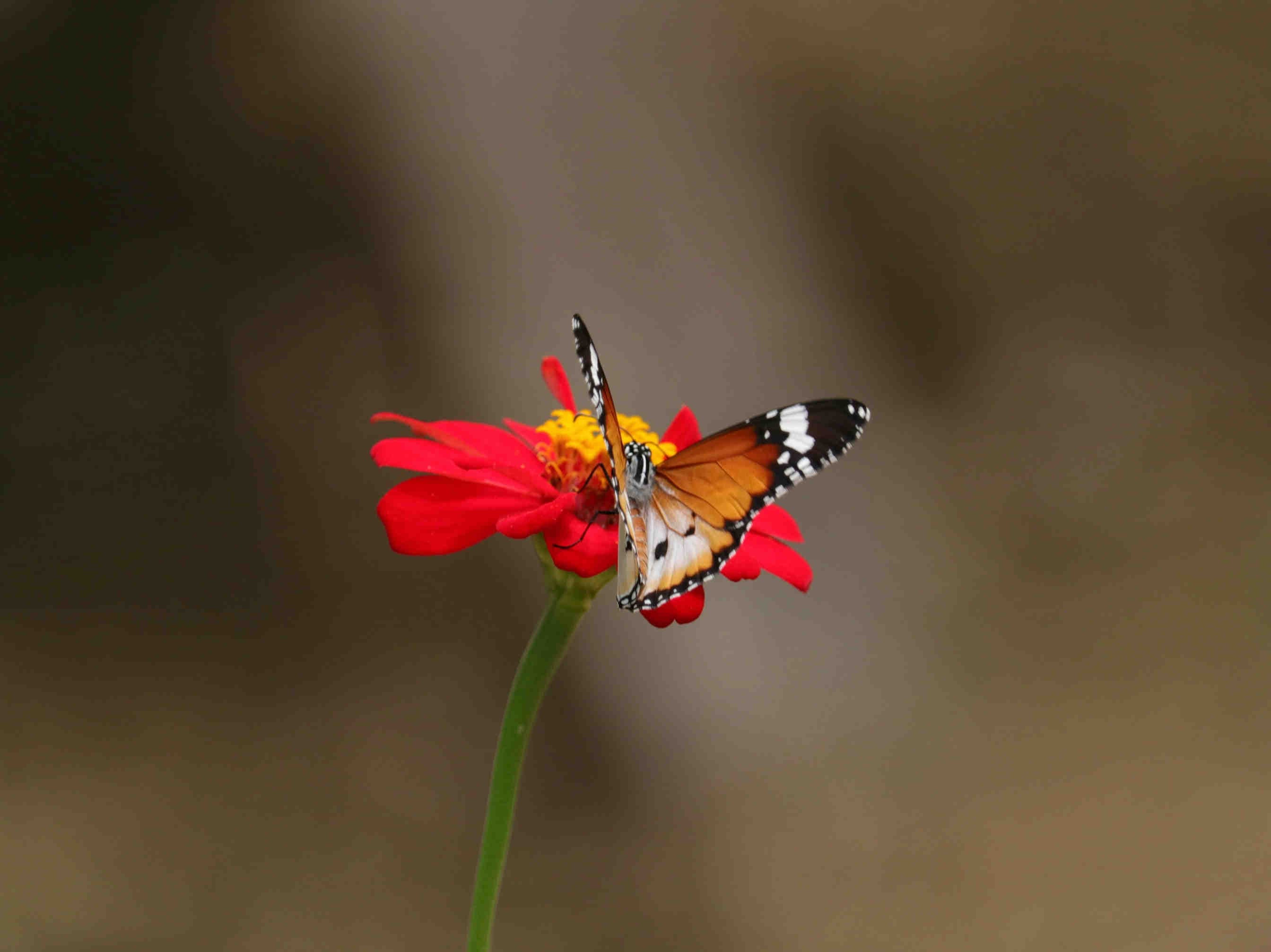 3bee-blog-perche-indice-MSA-per-la-biodiversita
