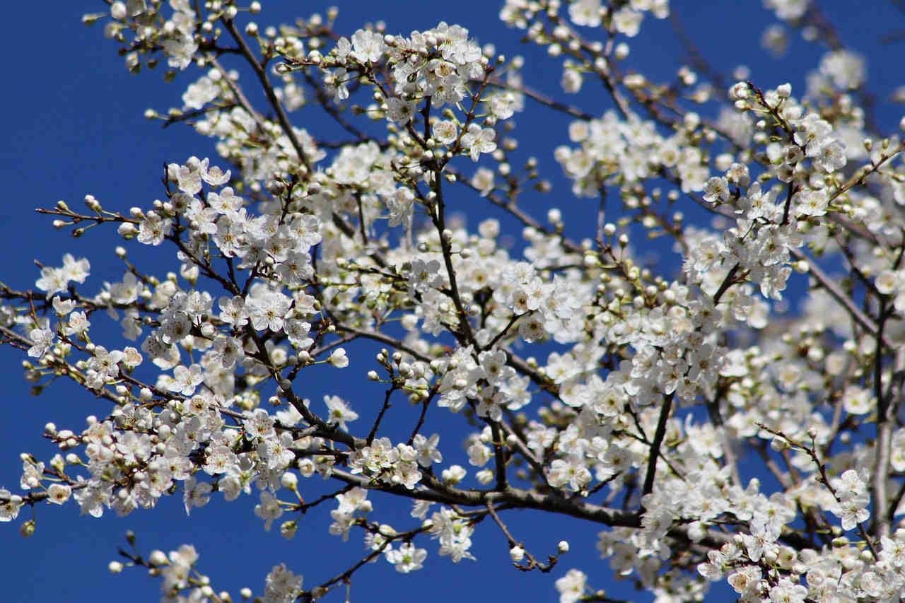 Il genere Prunus, uno spettacolo delicato