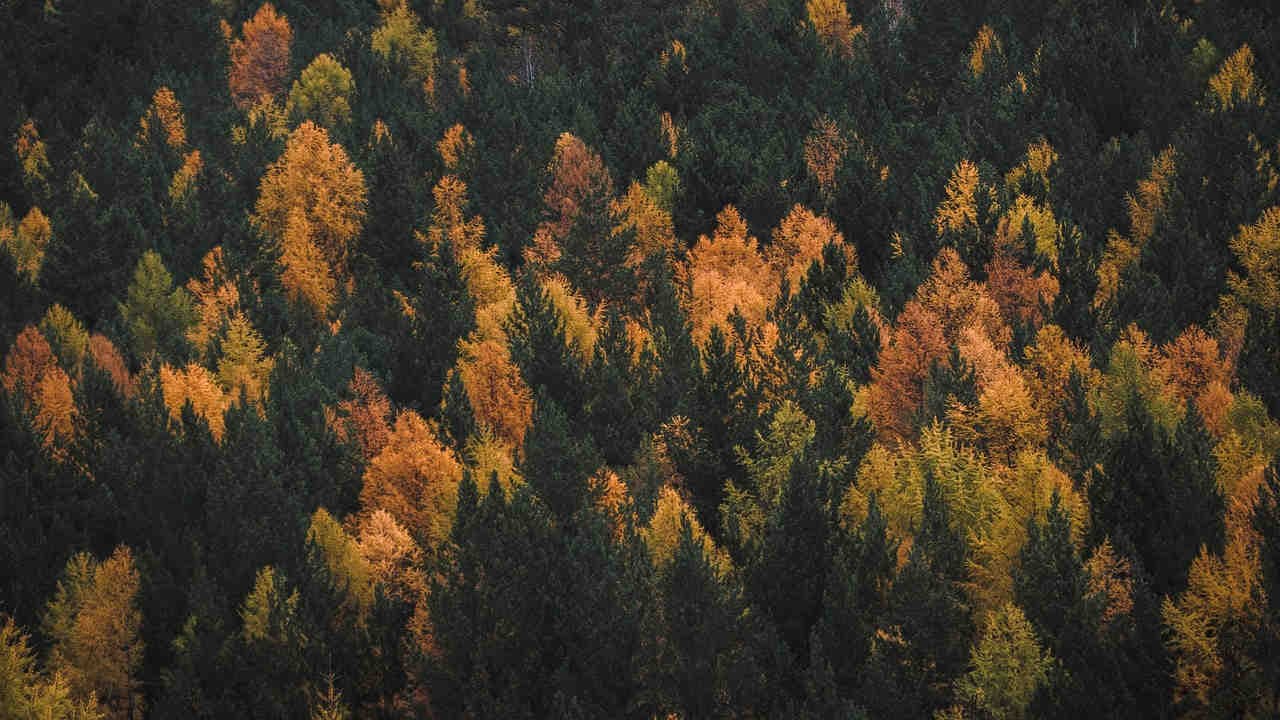 Il larice comune: una conifera caducifoglia