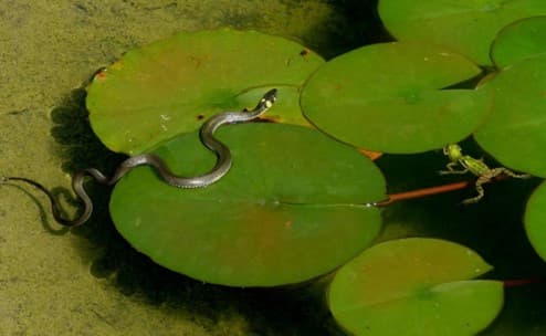 tanatosi rettili serpenti natrici